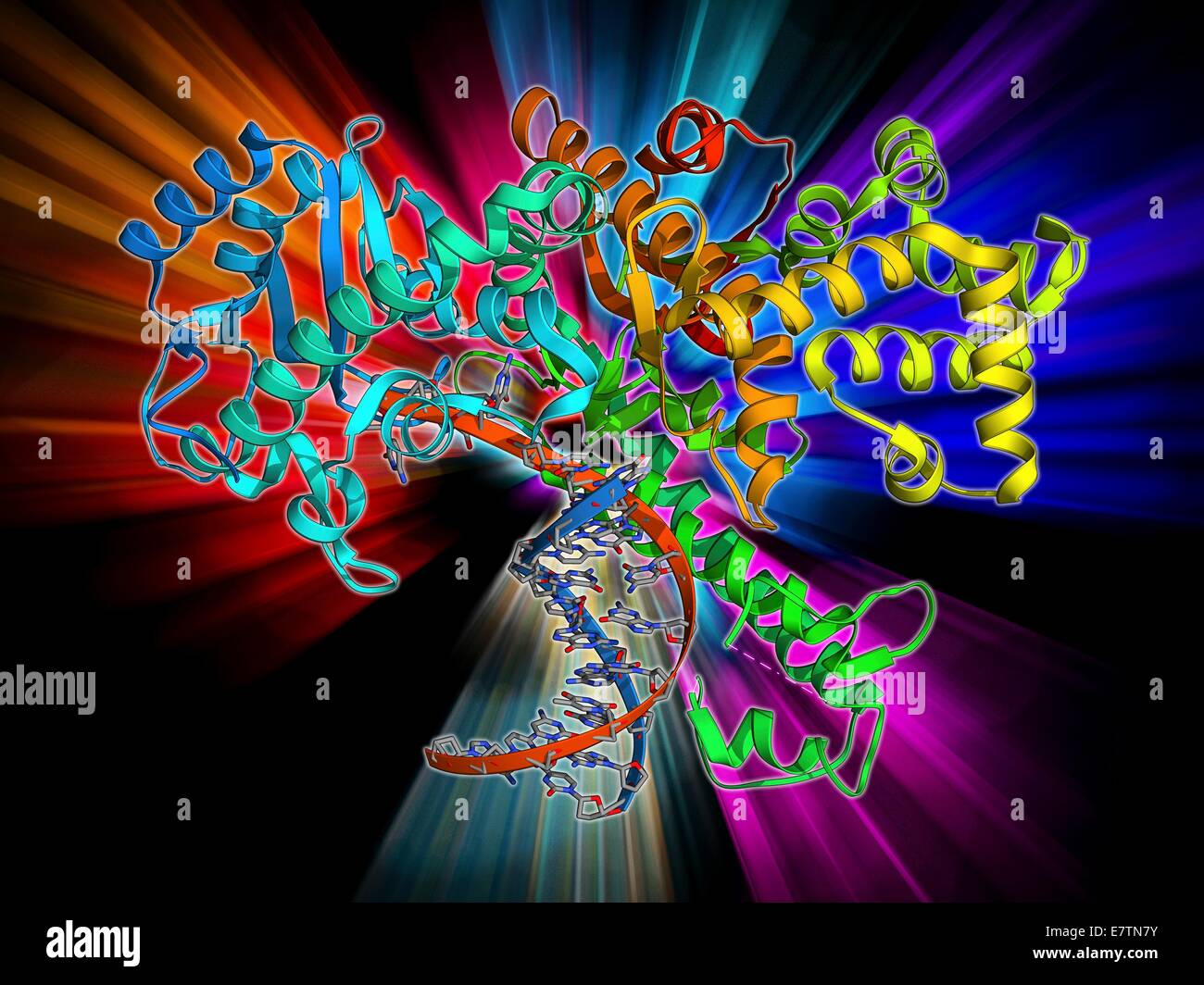 Klenow Fragment der DNA-Polymerase I. Molekül Modell von Klenow, oder große, fragment von DNA-Polymerase ich komplexiert mit DNA (Desoxyribonukleinsäure, rot und blau). DNA-Polymerase synthetisiert einen neue DNA-Strang aus einem ergänzenden Vorlage Strang während D Stockfoto