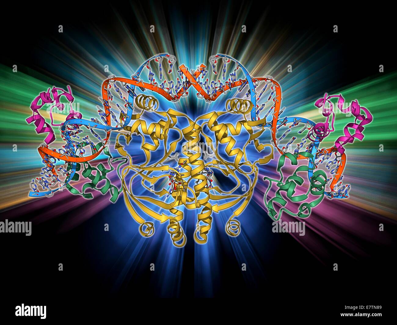 Gen-Aktivator-Protein. Molekulares Modell des Catabolite gen Aktivator-Protein (Kappe, gelb) komplexiert mit Desoxyribonukleinsäure (DNA, rot und blau) und RNA-Polymerase (grün und rosa). GAP aktiviert Gene, mit die Bakterien, eine alternative Energie nutzen können Stockfoto