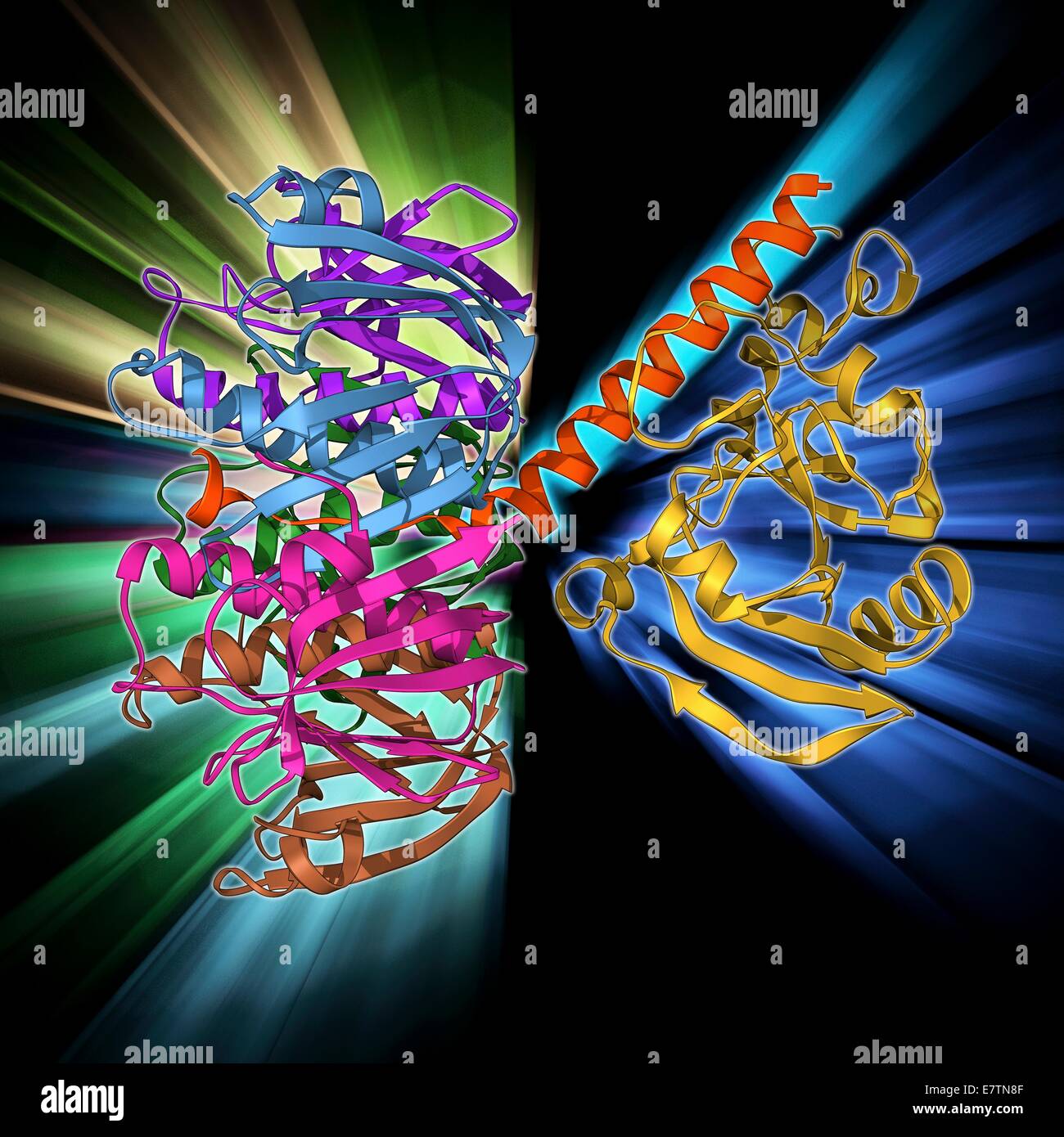 Escherichia coli Hitze-labile Enterotoxin, Molekülmodell. Dies ist einer von mehreren Proteinen von pathogenen E. Coli-Bakterien im Darm produziert. Im Gegensatz zu den hitzebeständig Enterotoxin wird dieser an den Hochtemperaturen inaktiviert. Das Toxin bewirkt, dass diarrh Stockfoto