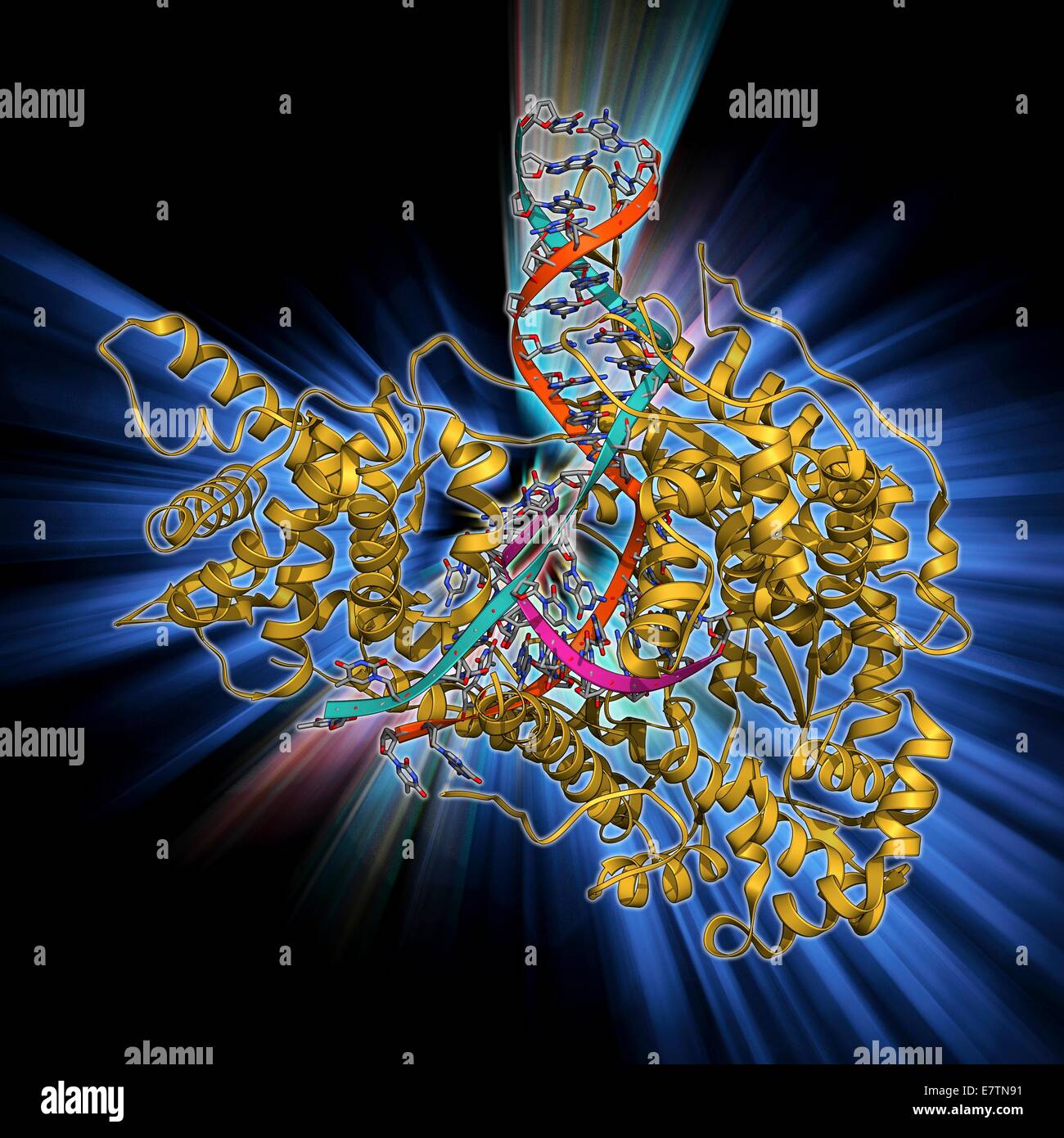 DNA-Transkription. Molekülmodell des Enzyms RNA-Polymerase II, die Synthese einer mRNA (Messenger Ribonukleinsäure) Strang aus einer Vorlage DNA (Desoxyribonukleinsäure). Polymerase II erkennt ein Start-Zeichen auf dem DNA-Strang und dann entlang dem strand Stockfoto