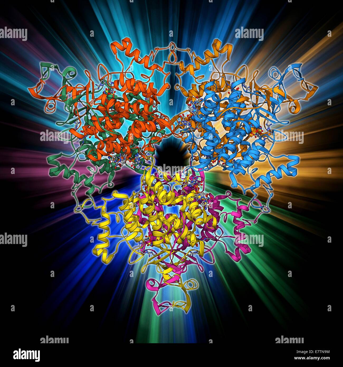 Citrat-Synthase, Molekülmodell. Dieses Enzym ist im ersten Schritt der Zitronensäure (oder Krebs) Zyklus, der Prozess beteiligt durch die Mitochondrien Glukose in Energie umwandeln. Es katalysiert die Synthese von Citrat aus Acetyl Coenzym A und Oxalacetat. Stockfoto