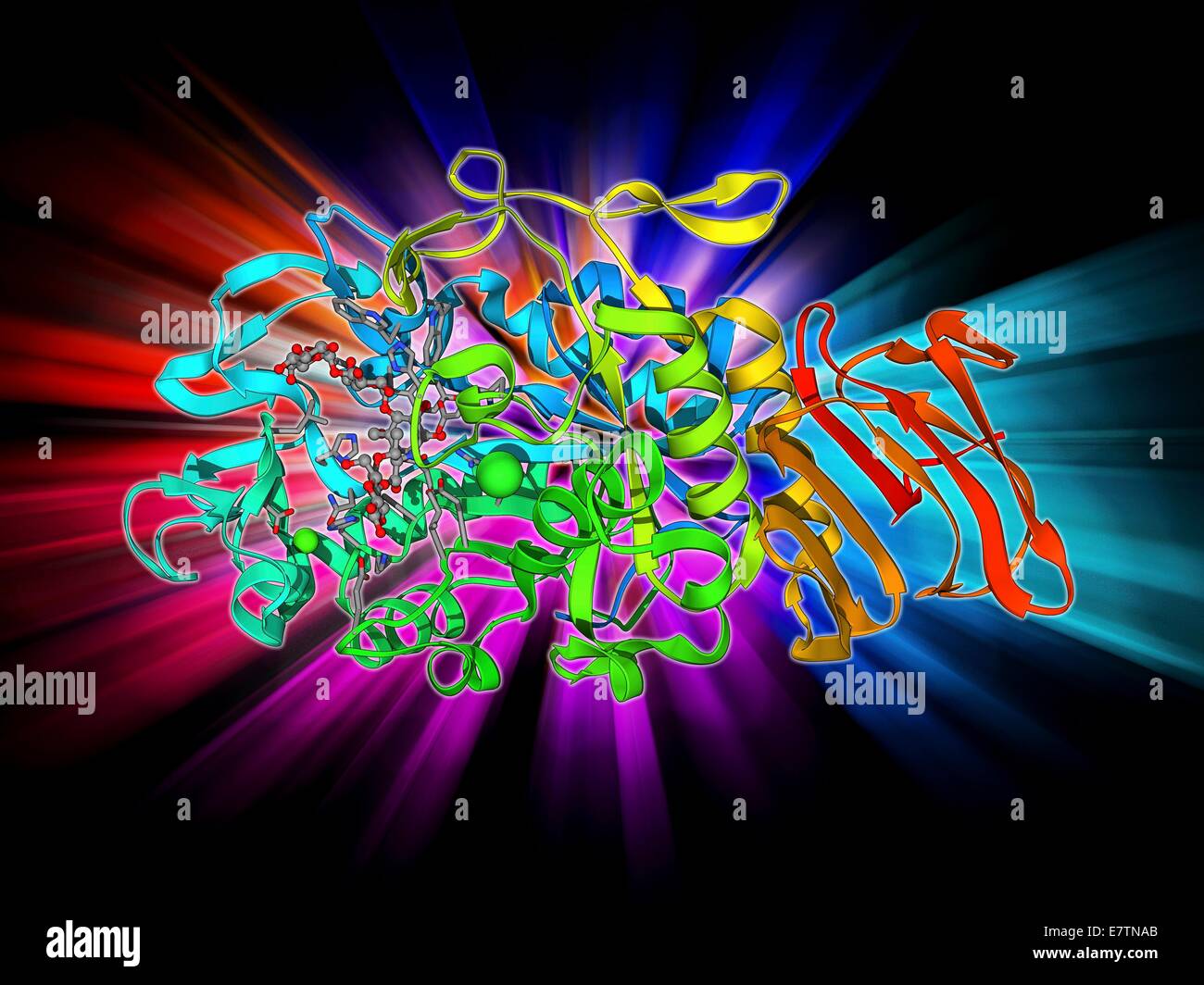 Amylase. Molekulares Modell des Enzym AlphaAmylase aus der