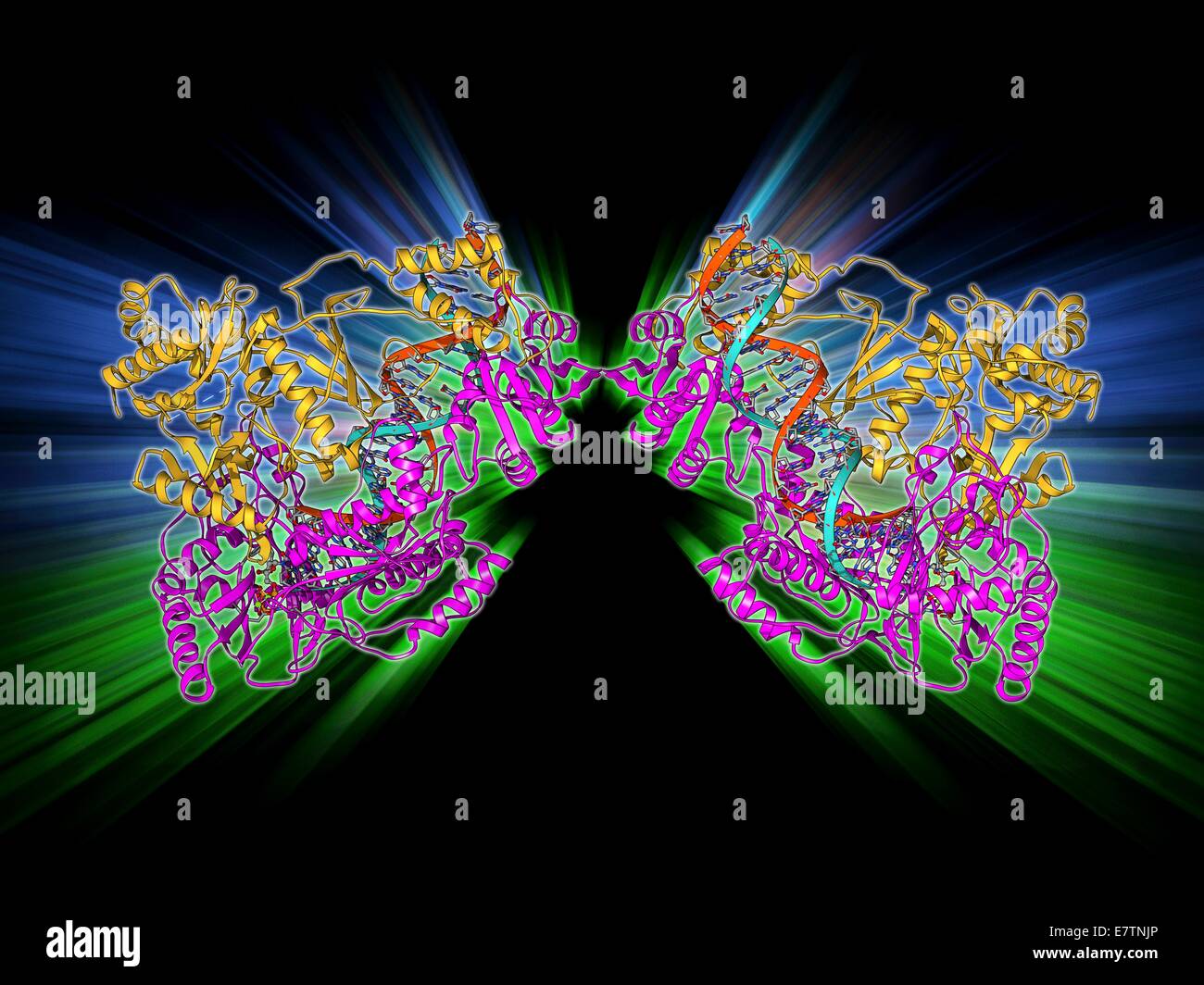 HIV-reverse Transkription Enzym. Molekülmodell des Enzyms Reverse Transkriptase (blau und grün) gefunden in HIV (Human Immunodeficiency Virus) komplexiert mit einem Molekül der DNA (Desoxyribonukleinsäure, rosa). Reverse Transkriptase überträgt die si Stockfoto