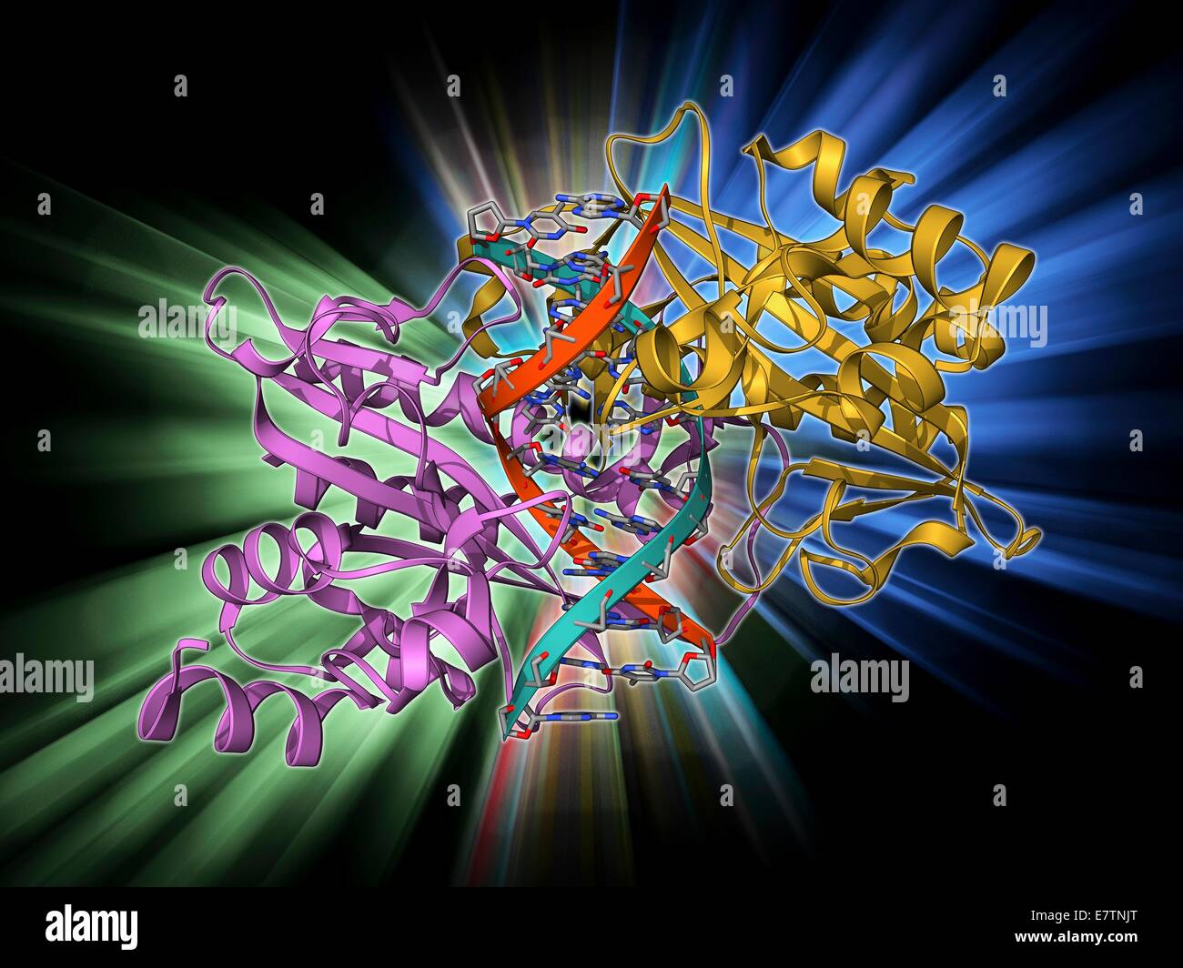 EcoRV Restriktionsenzym. Molekulares Modell des Typ-II-Restriktionsenzym EcoRV (rosa und gelb) verpflichtet, einen gespalten Abschnitt der DNA (Desoxyribonukleinsäure, rot und blau). Restriktionsenzyme, auch bekannt als Beschränkung Endonucleases, erkennen spezifische n Stockfoto