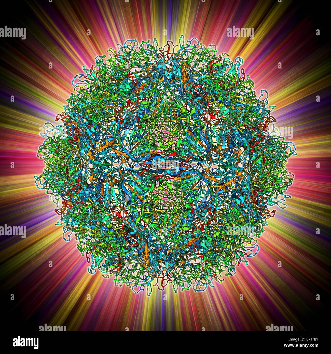 Parvovirus Partikel. Molekülmodell zeigt die Struktur der das Kapsid (äußere Protein Mantel) eines Partikels menschlicher Parvovirus (Familie Parvoviridae). Parvoviridae Viren sind die kleinsten bekannten Viren und einige der umweltfreundlichsten resistent. EAC Stockfoto