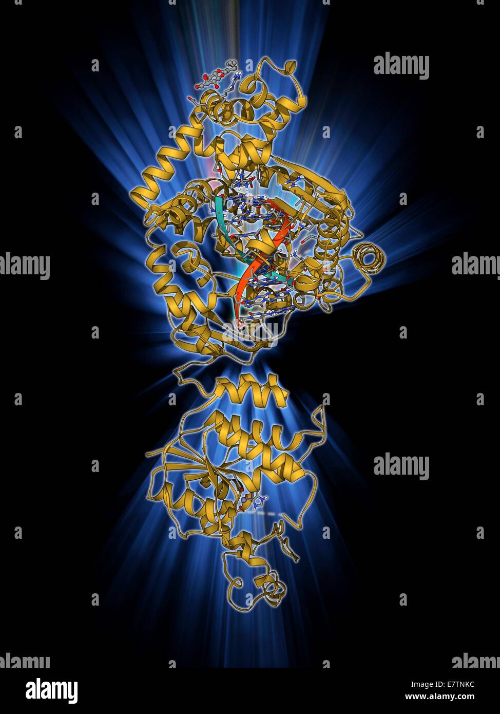DNA-Polymerase mit DNA. Molekulares Modell des DNA-Polymerase (lila) komplexiert mit einem Molekül der DNA (Desoxyribonukleinsäure, Pink und blau). DNA-Polymerasen, sind Enzyme, die neue Stränge der DNA aus einem ergänzenden Vorlage Strang synthetisieren. Stockfoto