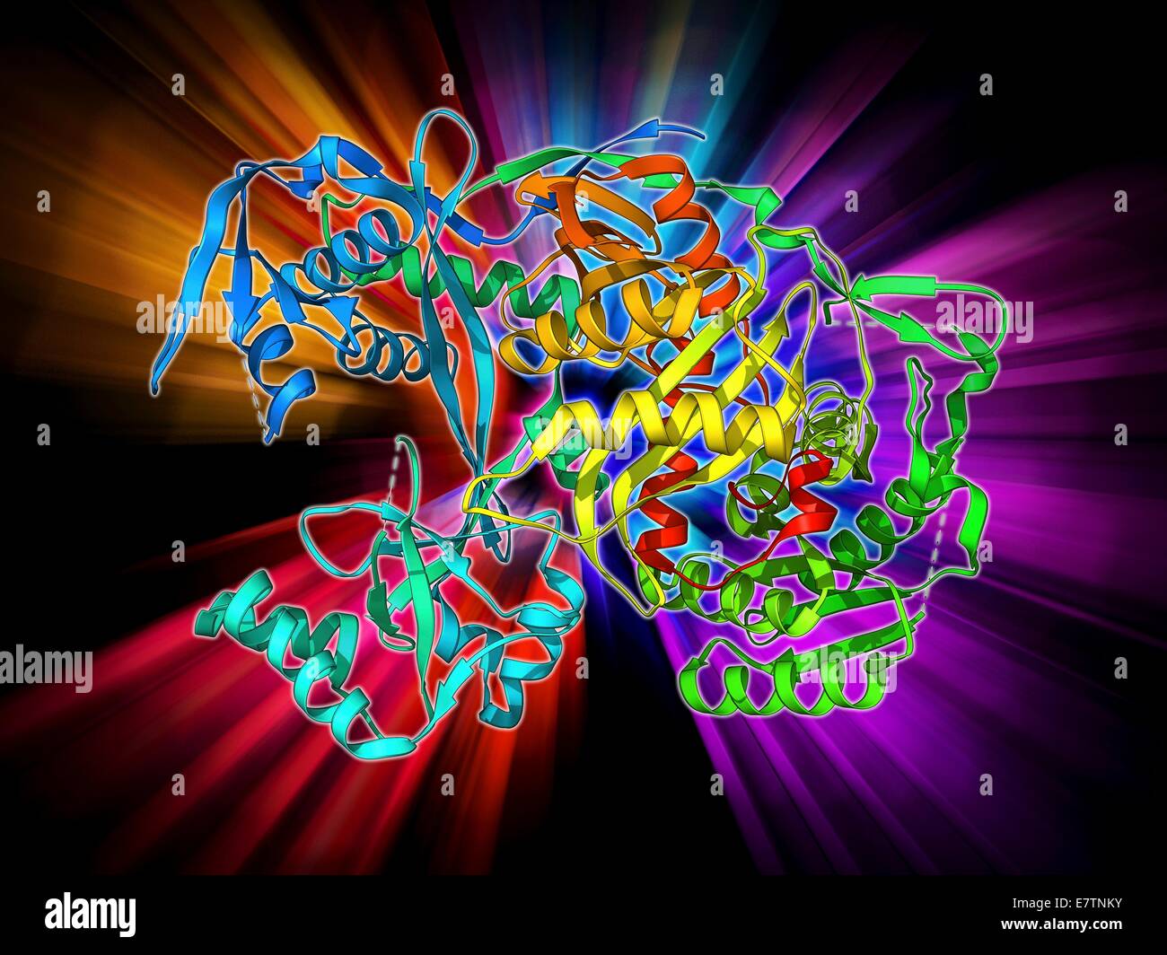 Argonaut Protein, Molekülmodell. Dieses Protein bildet den RNA-induced silencing Komplex (RISC) sowie ein kleines Molekül für interferierende RNA (Ribonukleinsäure). RISC spielt eine Rolle bei der Genregulation und Verteidigung gegen virale Infektion. Stockfoto