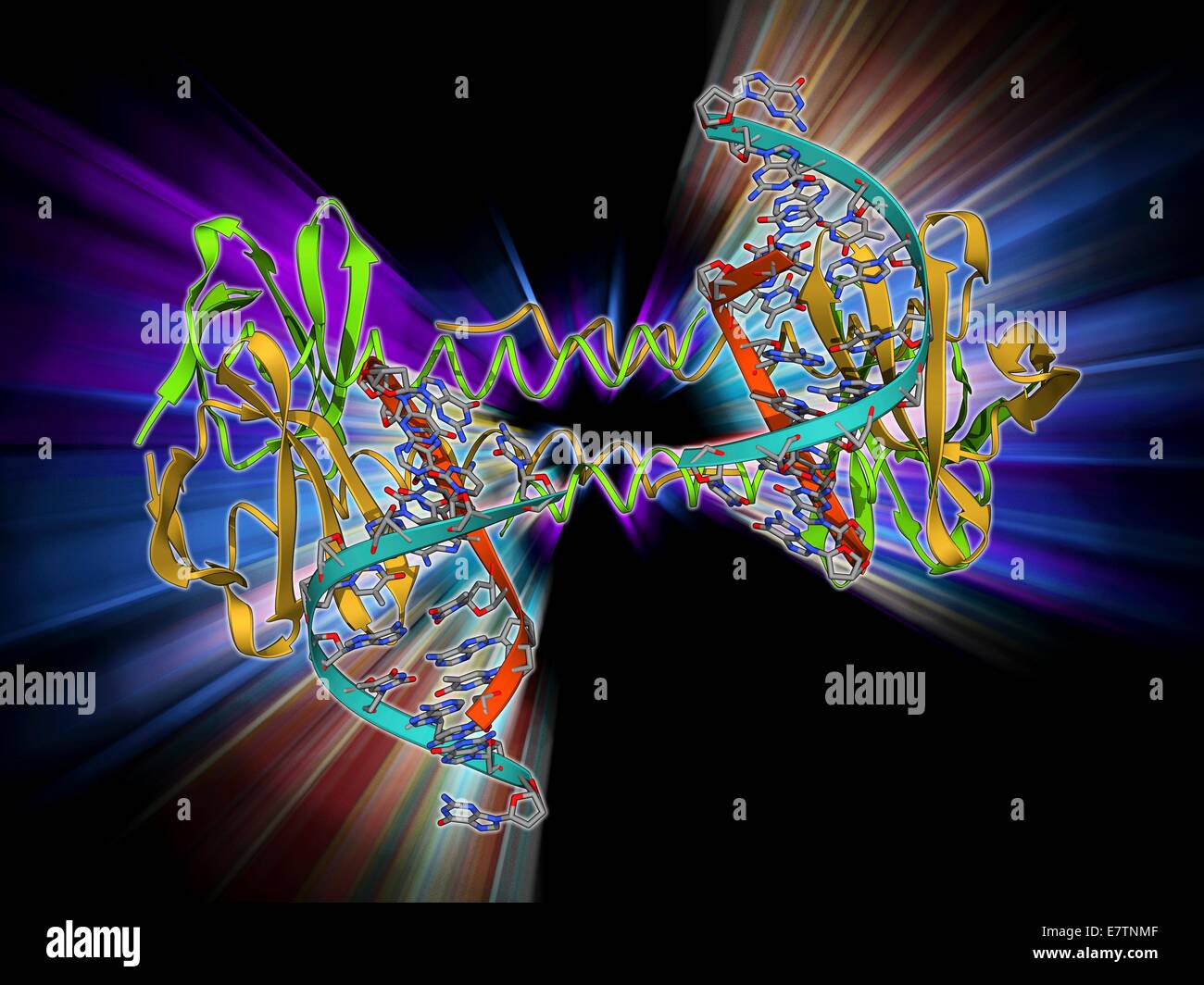 DNA-bindendes Protein. Molekülmodell des rekombinanten Proteins S7dLZ an DNA (Desoxyribonukleinsäure) Moleküle gebunden. S7dLZ besteht aus der DNA-bindendes Protein Sac7d und transcriptional Aktivator GCN4. Stockfoto