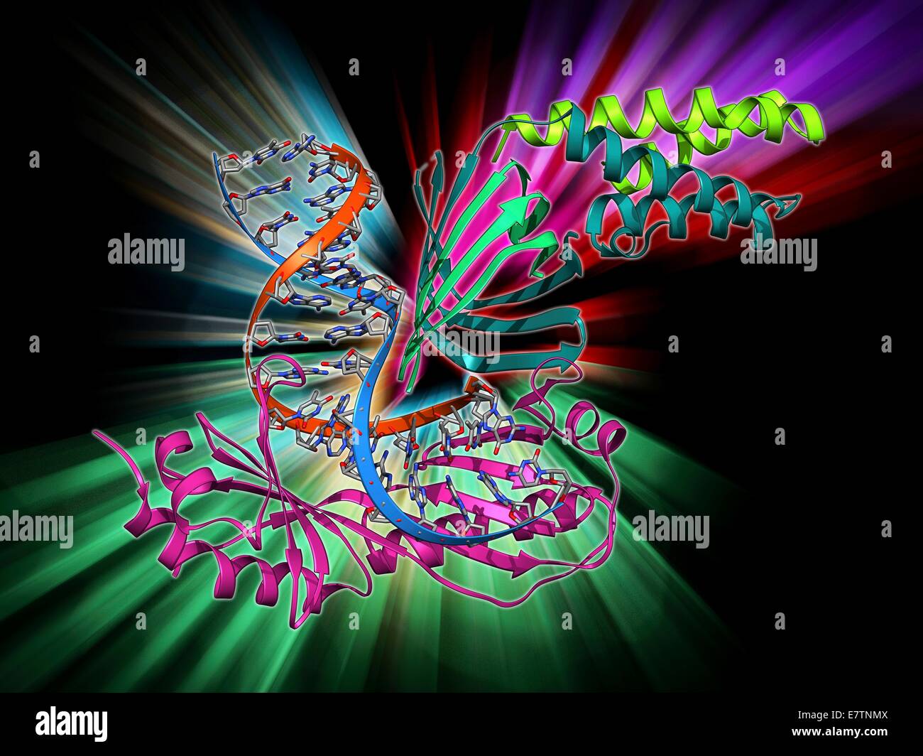 TATA-Box-bindendes Protein Komplex. Molekülmodell zeigt eine Hefe TATA-Box-bindendes Protein (TBP) komplexiert mit einem Strang der DNA (Desoxyribonukleinsäure, rot und blau) und Transkriptionsfaktor IIA. TBP ist eine allgemeine Transkriptionsfaktor, der umweltbedingten bindet Stockfoto