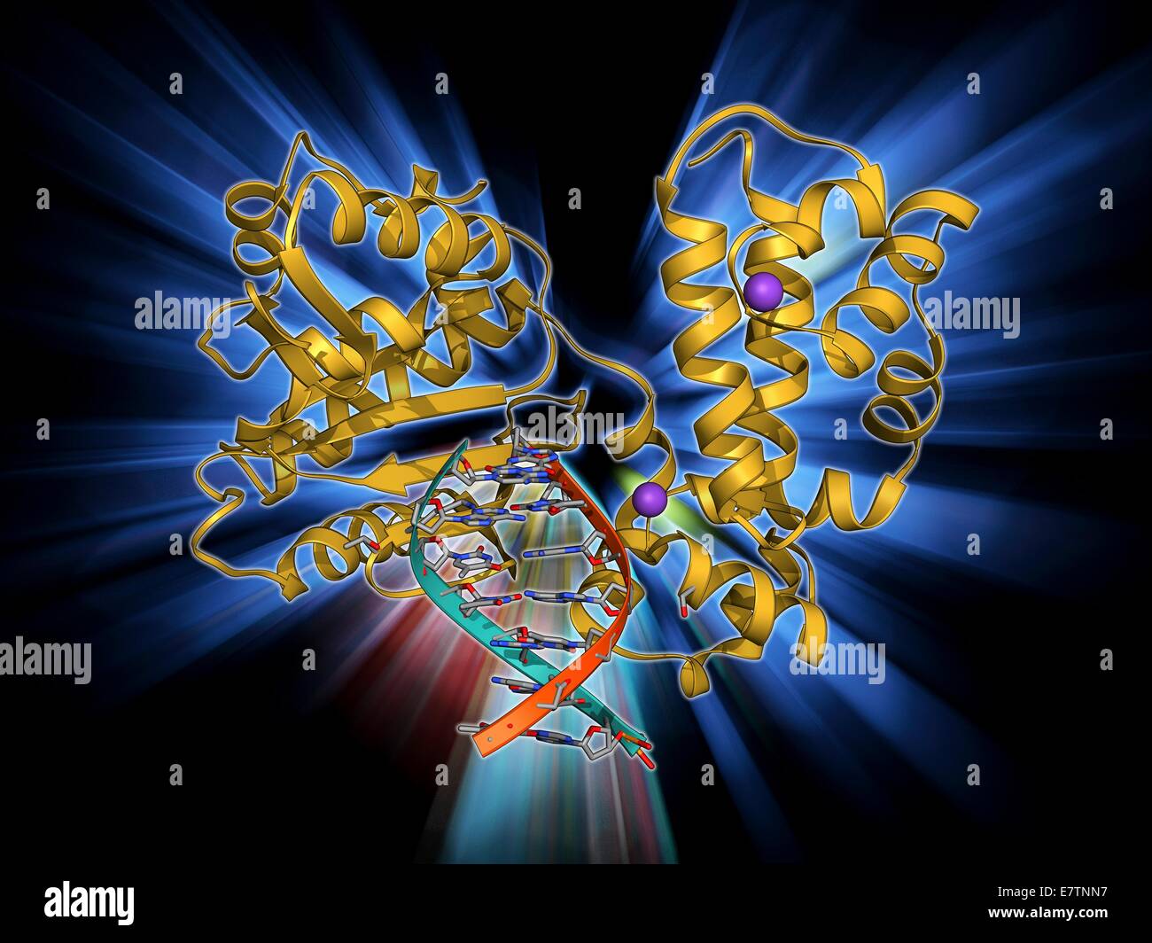 DNA-Polymerase mit DNA. Molekulares Modell des menschlichen DNA Polymerase Beta (Beige) komplexiert mit einem Molekül der DNA (Desoxyribonukleinsäure, rot und blau). DNA-Polymerasen, sind Enzyme, die neue Stränge der DNA aus einem ergänzenden Vorlage Strang synthetisieren. DNA Stockfoto