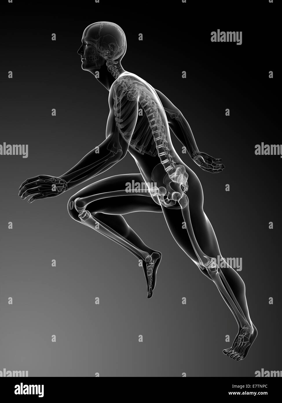 Menschliche Anatomie ausgeführt, Computer-Grafik. Stockfoto