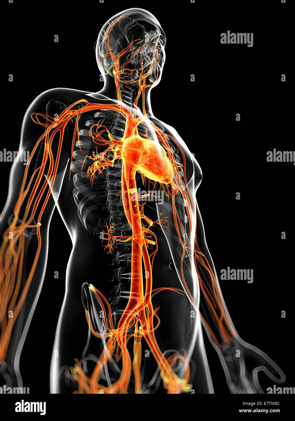 Menschliche Gefäßsystem, Computer-Grafik. Stockfoto