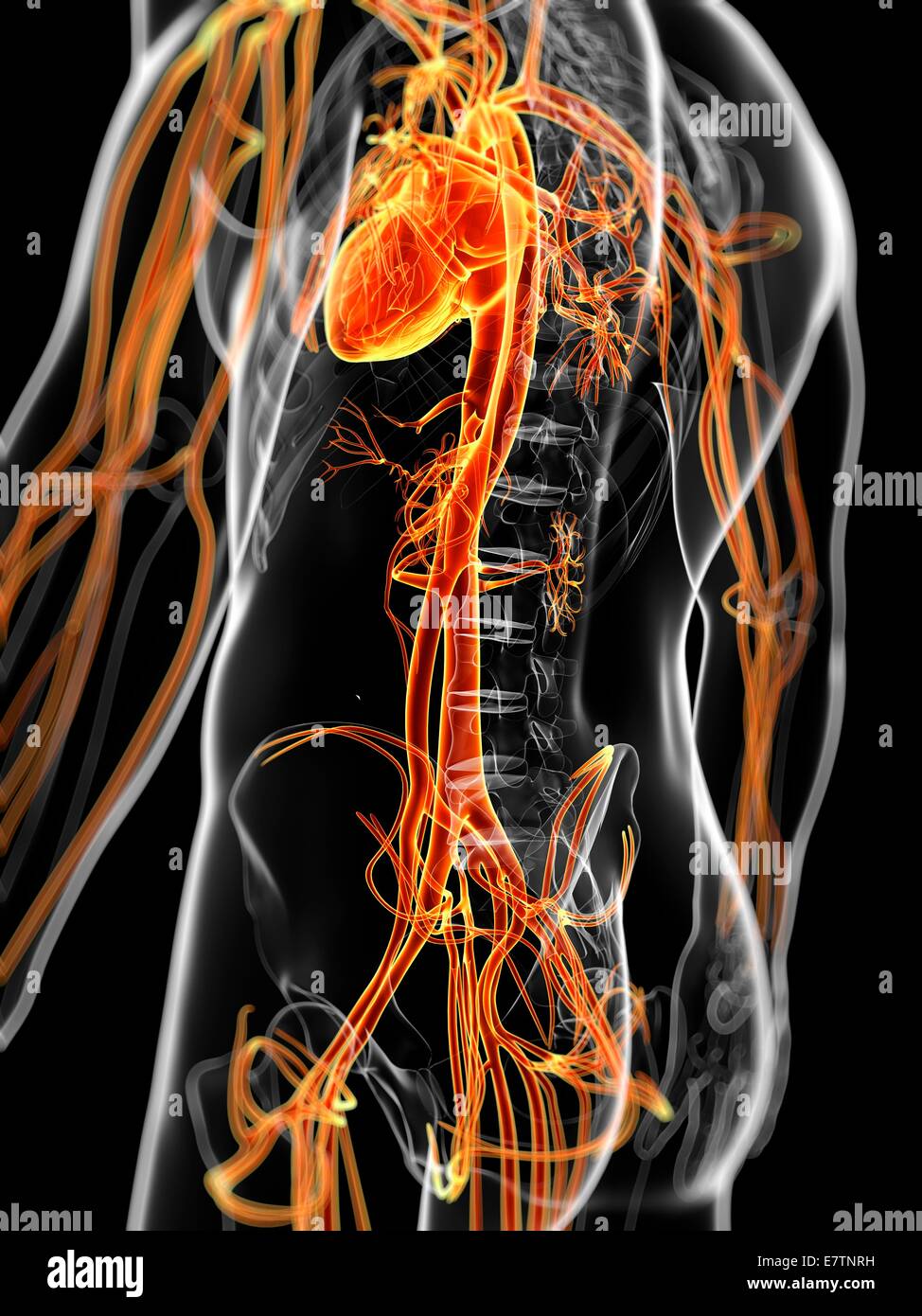 Menschliche Gefäßsystem, Computer-Grafik. Stockfoto