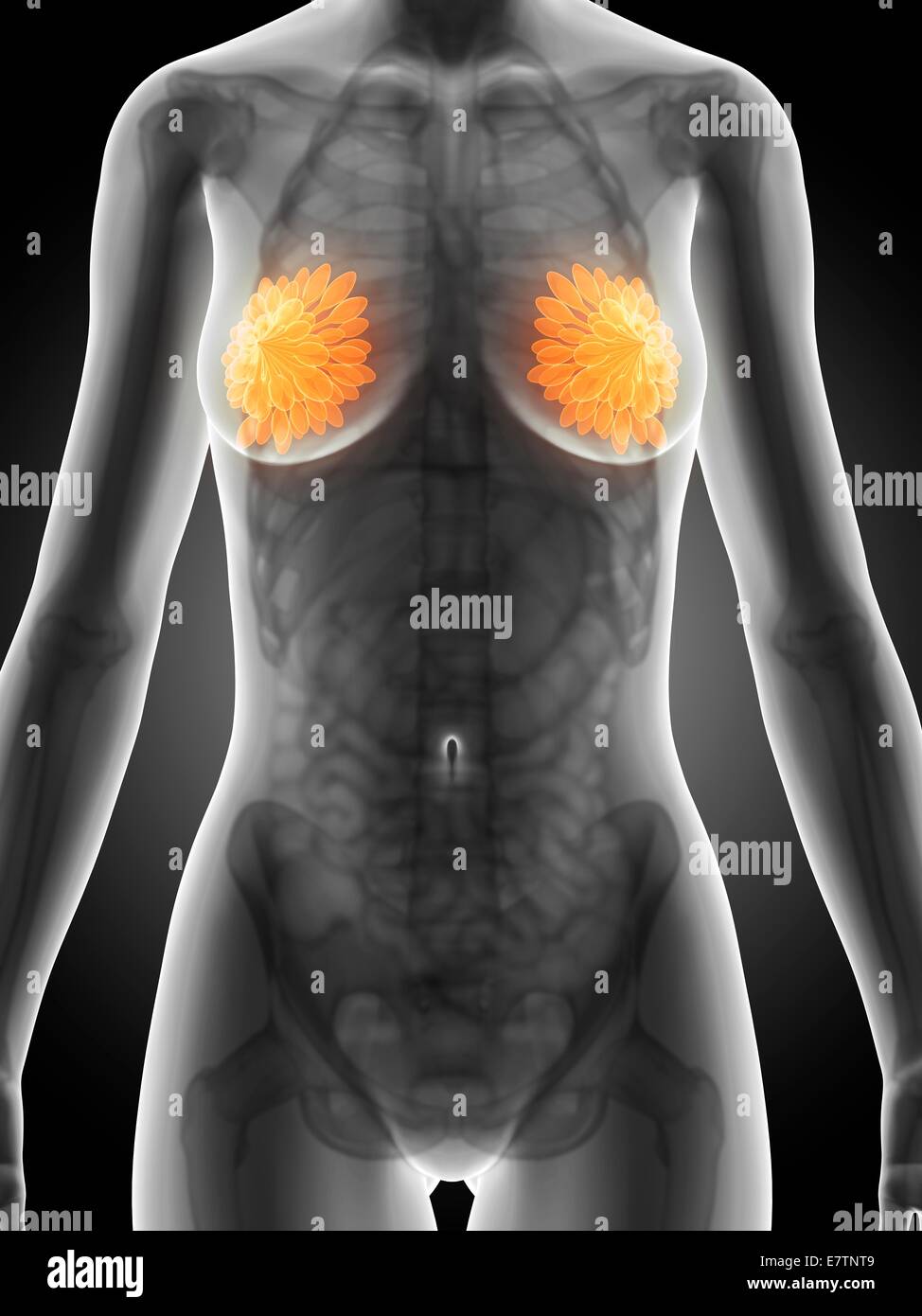 Weibliche Brustdrüsen, Computer-Grafik. Stockfoto