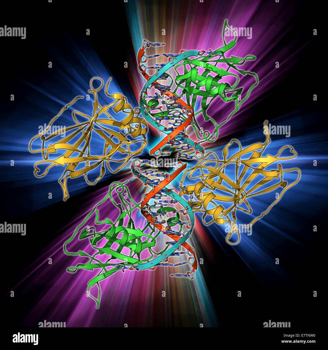 Tumor-Suppressor-Protein. Molekulares Modell des Tumorsuppressor Protein p53 (Beige) gebunden an ein Molekül der DNA (Desoxyribonukleinsäure, rot und blau). P53 verhindert die Proliferation von Zellen mit geschädigter DNA. Die Produktion erfolgt in Reaktion auf radiat Stockfoto