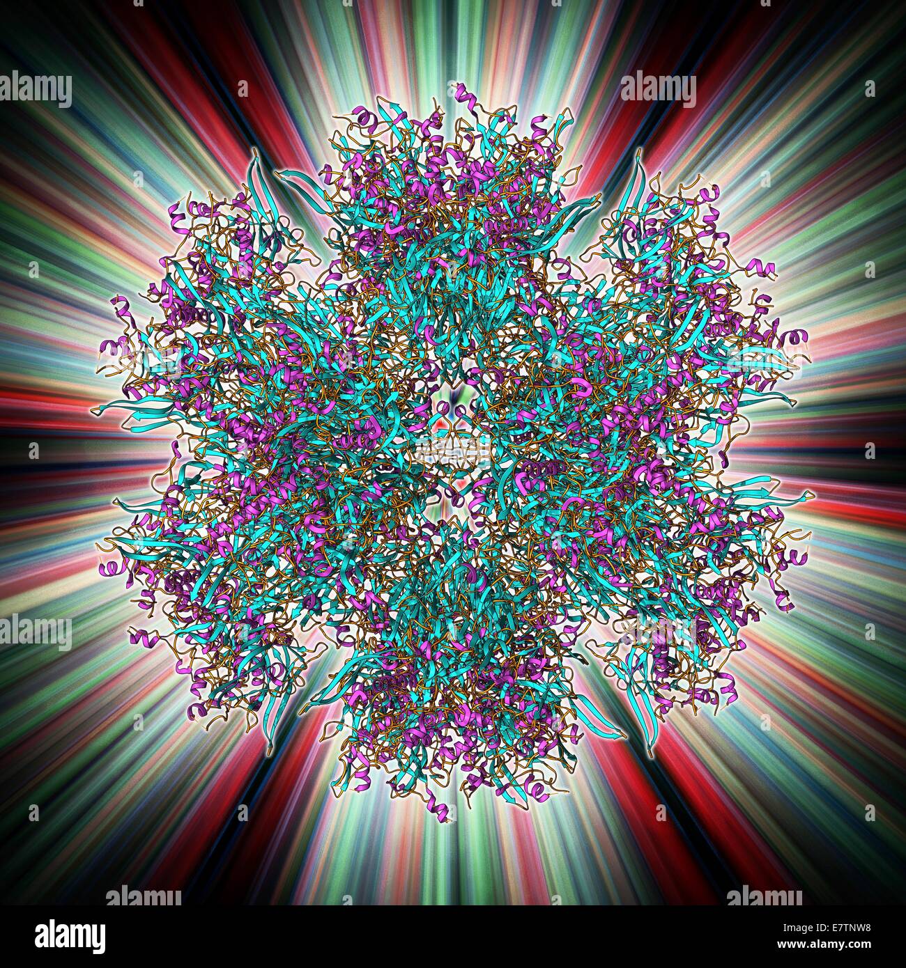 Adenovirus Penton Basis Protein, Molekülmodell. Dieses Eiweißmolekül ist eine Untereinheit bezeichnet ein Penton, bilden die Eckpunkte der das Kapsid das Adenovirus. Diese Penton-Basis ist ein Polymer, bestehend aus 523 Aminosäuren. Die Penton ist Bestandteil der Kapsid struc Stockfoto