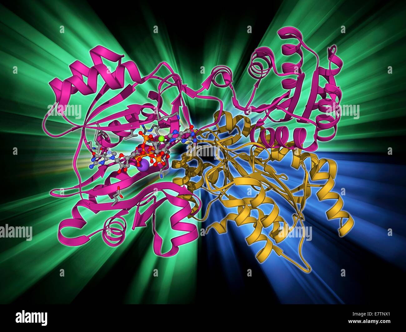 SuccinylCoA Synthestase verpflichtet, GTP, Molekülmodell. Auch bekannt
