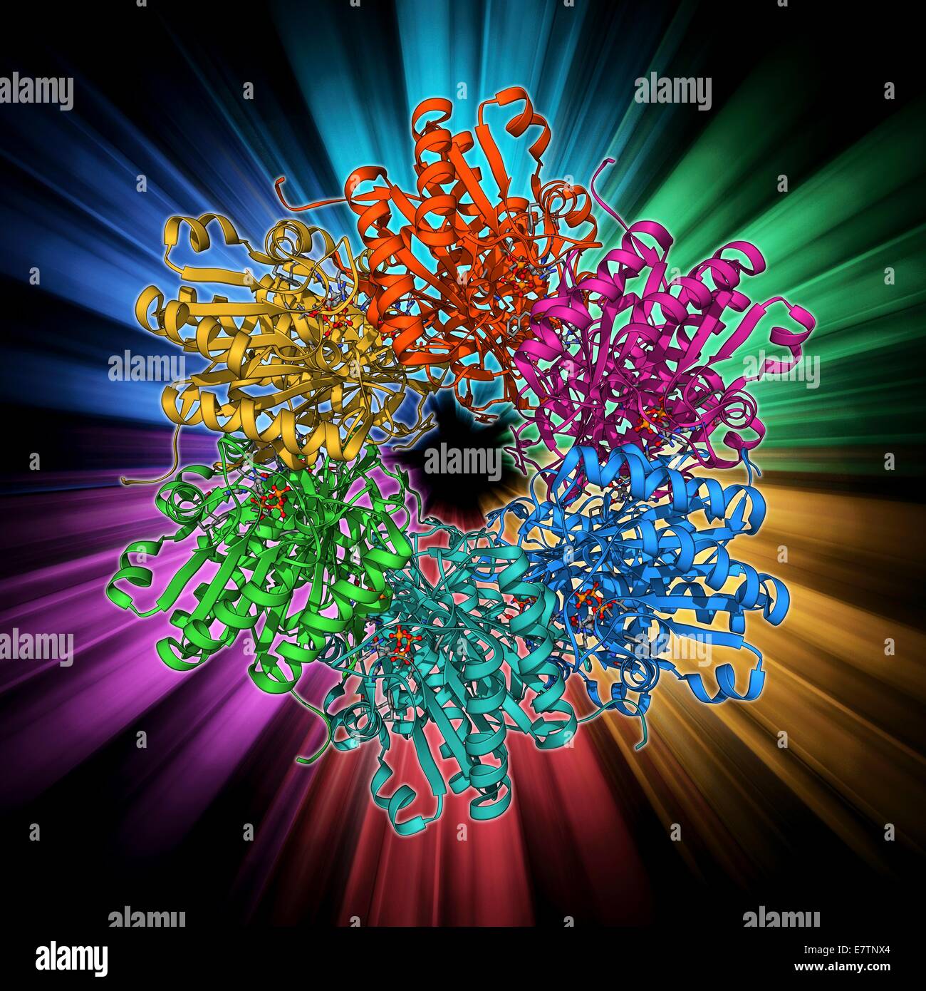 Cyanobakterien circadianen Uhr Protein, Molekülmodell. Dieses Protein ist eine Kinase, bekannt als KaiC. Seine Struktur ist ein Hexamer. Es interagiert mit zwei anderen Proteinen (KaiA und KaiB) zur Regulierung der circadianen Uhr vorkommenden Elongatus Cyanobakteriums Stockfoto