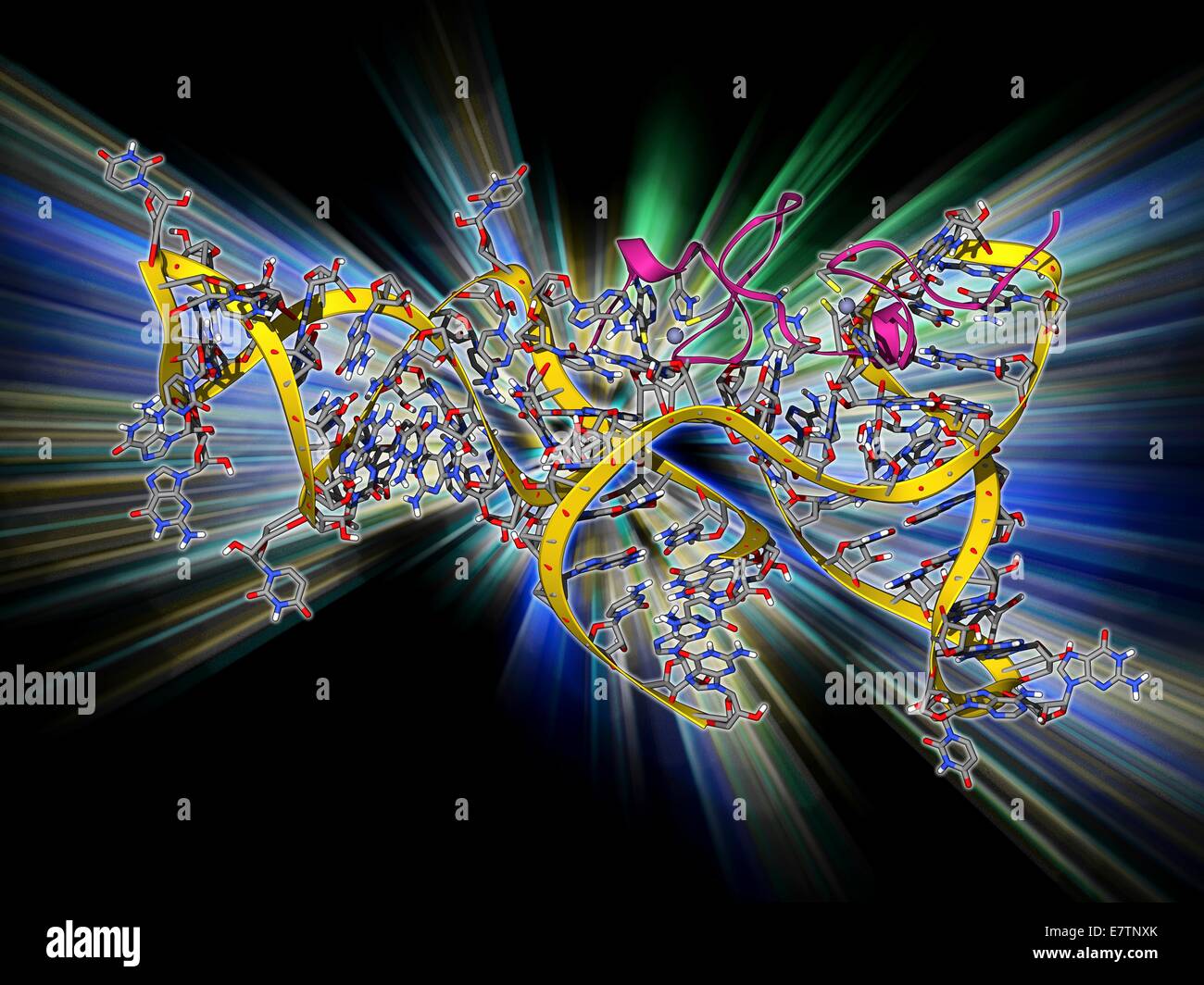 Virale RNA Verpackung Signal Komplex. Molekülmodell des MuPsi RNA Verpackung Signals Komplex von Rous-Sarkom-Vuris. Diese Sequenz RNA (Ribonukleinsäure) interagiert mit Nukleokapsid Domains, das Verpacken der RNA in Viruspartikel zu lenken. Stockfoto