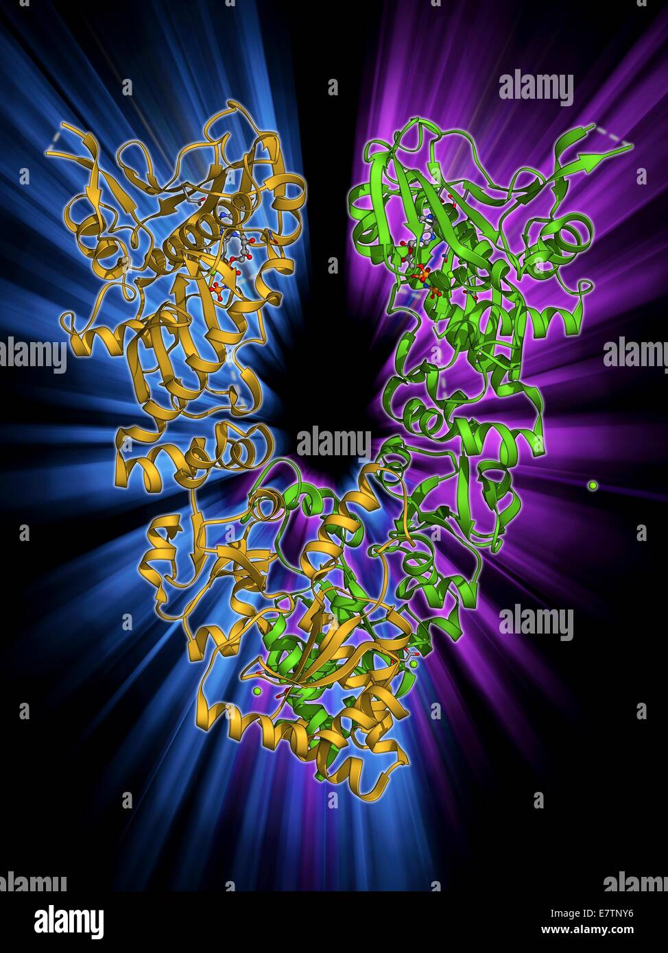 Endoplasmatische Retikulum Chaperon-Protein. Molekulares Modell des endoplasmatischen Retikulum Chaperon-Protein GRP94. Dieses Protein ist essentiell für die Reifung der Zelloberfläche Anzeige und Proteine, die exportiert werden sollen. Stockfoto
