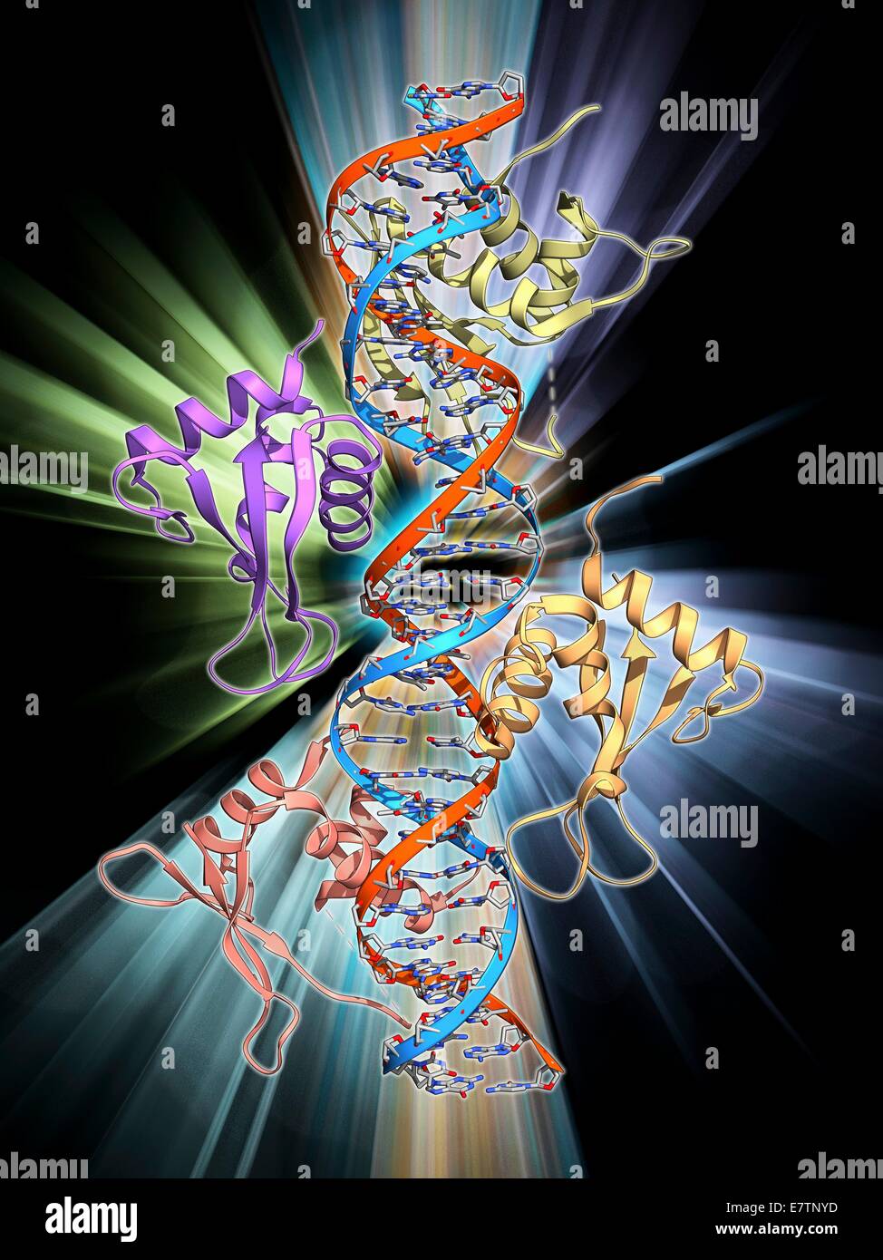 Interferon regulatory Factor. Molekülmodell von Interferon regulatory Factor 3 (IRF3, Spulen rechts und links) gebunden an ein Molekül der DNA (Desoxyribonukleinsäure) (rot und blau). IRF3 ist Mitglied der Interferon regulatory Transkription Faktor Familie. Es b Stockfoto