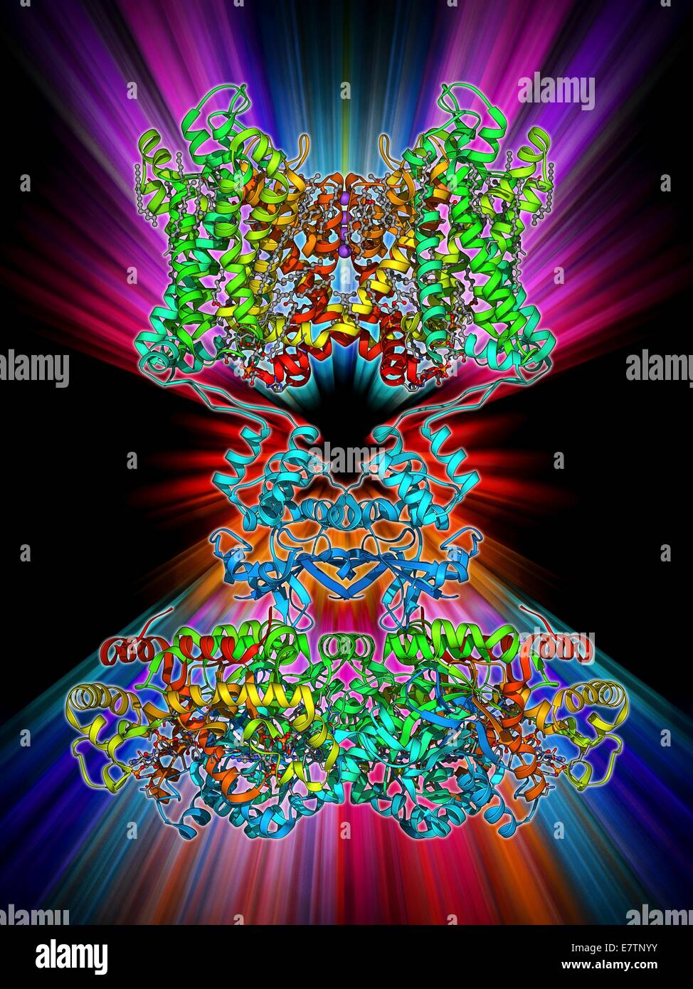 Voltage-gated Kaliumkanal. Molekulares Modell des Ionenkanals ein Voltage-gated Kalium (Kv). Ionenkanäle sind Membran überspannt Proteine, die Poren in der Zellmembran bilden und fungieren als Bahnen für die Bewegung von anorganischen Ionen in die und aus der Zelle. Stockfoto