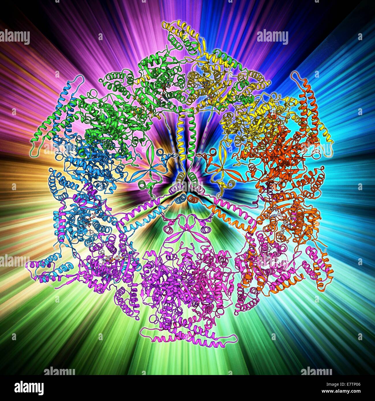 FettsäureSynthase (FAS), molekulare Modell. FAS ist ein MultiEnzym