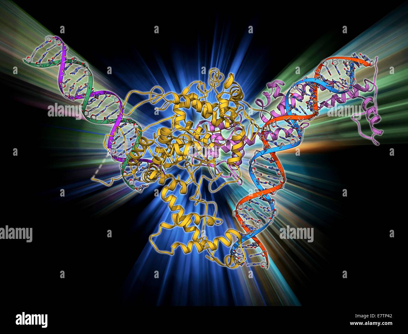 Chromatin remodelling Faktor und DNA, Molekülmodell. Die Stränge der DNA (Desoxyribonukleinsäure) sind links und rechts. Dieser Umbau Chromatin-Faktor ist ISW1a. Chromatin ist die Form, die in der DNA in den Zellkern und der Prozess gezeigt er gespeichert ist Stockfoto