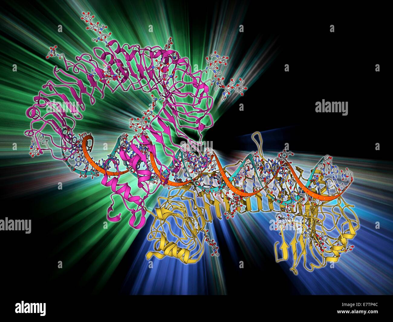 Toll-Like Rezeptor 3 und RNA. Molekülmodell von Toll-Like-Rezeptor 3 (TLR3) Protein (pink und blau) verpflichtet, einen Teil der RNA (Ribonukleinsäure, grün und gelb). TLR3 ist Pathogen Anerkennung und aktivierenden und angeborene Immunantwort beteiligt. Stockfoto