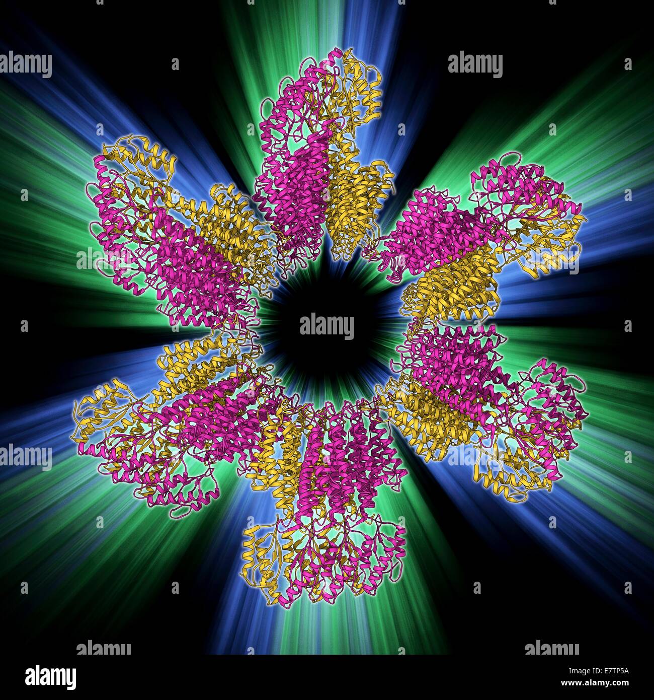 Zink-Transporter Yiip, molekulare Modell. Dieses transmembrane Protein erleichtert die Bewegung von Zinkionen. Stockfoto