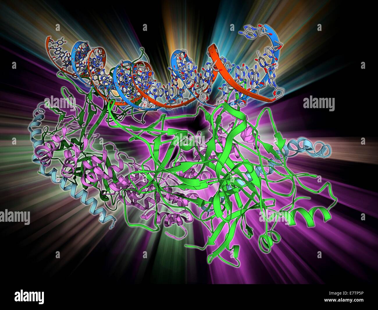Kerbe-Transkription ist komplex. Molekülmodell der Kerbe Transkription Komplex gebunden an den menschlichen Hes1-Veranstalter auf einen Strang der DNA (Desoxyribonukleinsäure, rot und blau). Der Komplex besteht aus Stufe 1 intrazellulären Rezeptor, Mastermind-wie Protein und Stockfoto