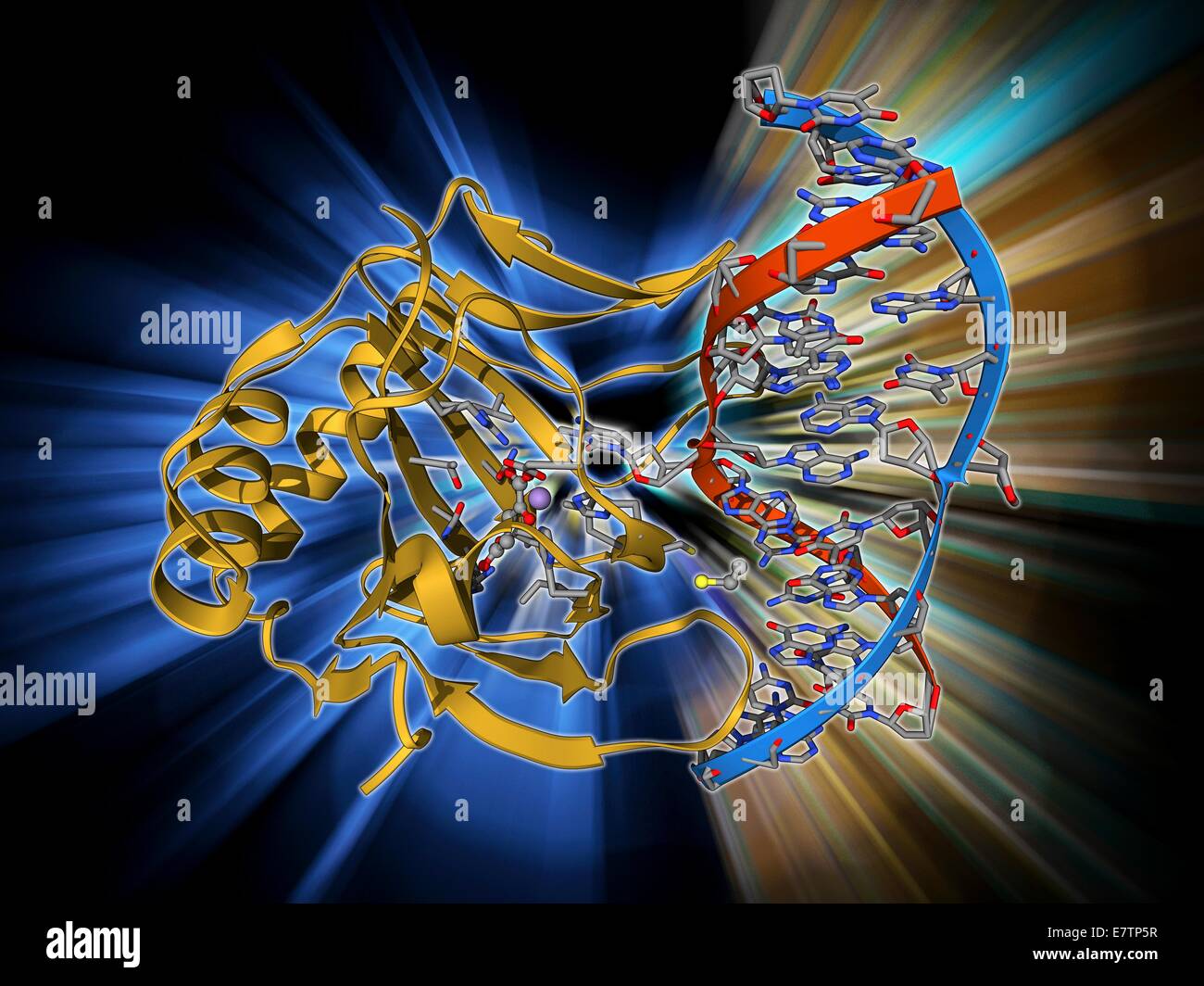 DNA-Reparaturenzym. Molekulares Modell der DNA (Desoxyribonukleinsäure) reparieren Enzym Dioxygenase gebunden an ein Molekül der DNA (rot und blau). Stockfoto