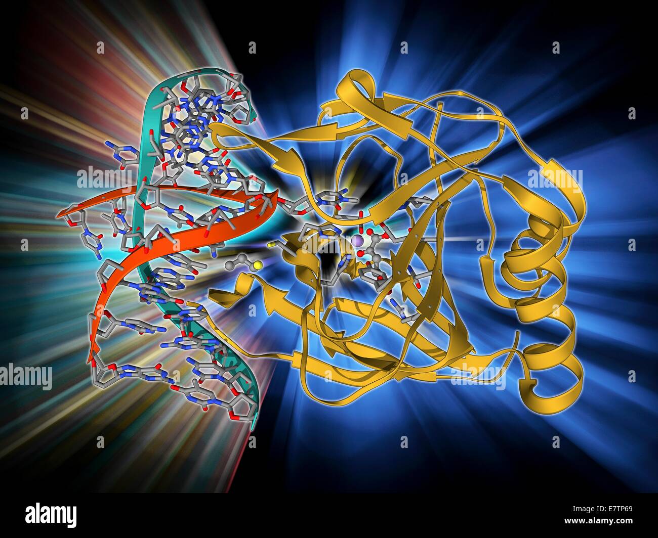 DNA-Reparaturenzym. Molekulares Modell der DNA (Desoxyribonukleinsäure) reparieren Enzym Alpha-Ketoglutarate-abhängiger Dioxygenase gebunden an ein Molekül der DNA (rot und blau). Stockfoto