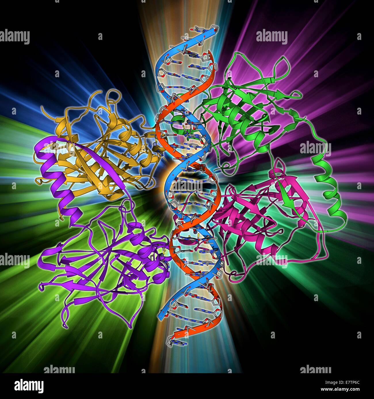 Tumor-Suppressor-Protein. Molekulares Modell des Tumorsuppressor Protein p53 (Beige) gebunden an ein Molekül der DNA (Desoxyribonukleinsäure, rot und blau). P53 verhindert die Proliferation von Zellen mit geschädigter DNA. Die Produktion erfolgt in Reaktion auf radiat Stockfoto