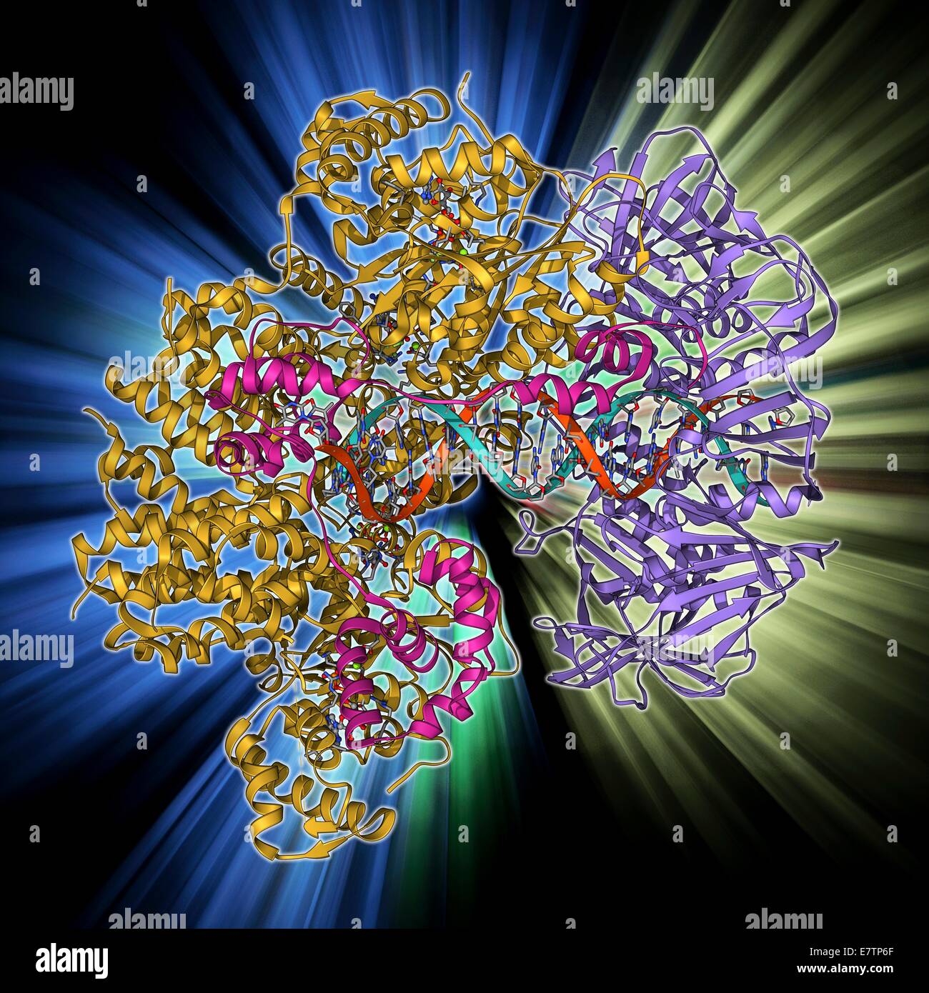 DNA-Klemme komplexiert mit DNA-Molekül. Molekülmodell zeigt eine gleitende DNA (Desoxyribonukleinsäure) Klemme (Ring) mit einem Molekül der DNA (blau und rot) komplexiert. Die verschiebbare Klemme ist Teil eines größeren Moleküls (nicht gesehen), eine DNA-Polymerase. DNA-Polymerasen Stockfoto