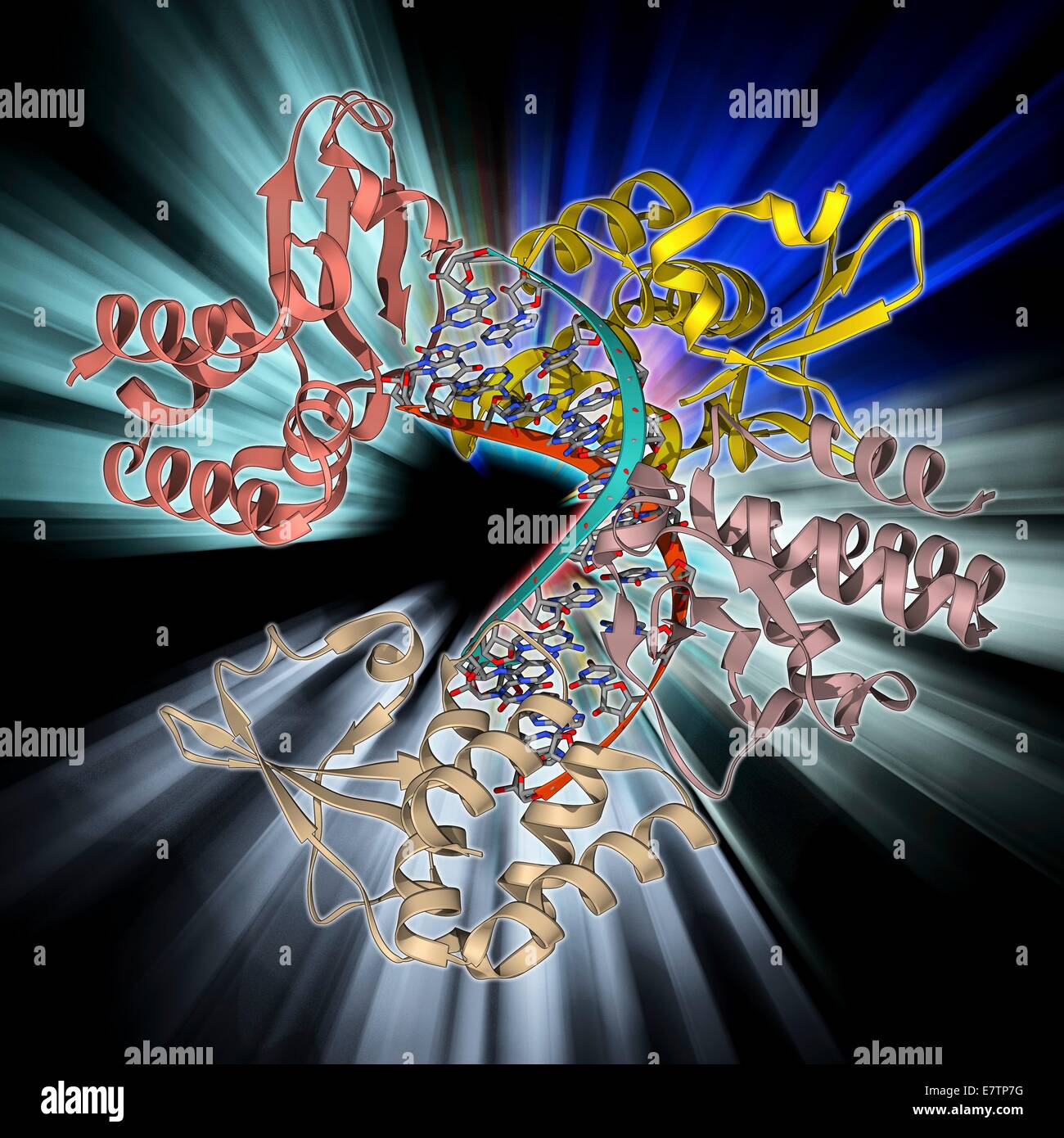 Marburg virales Protein 35 und RNA. Molekülmodell der Marburg virales Protein 35 (VP35) an ein Molekül von Double gebunden stranded RNA (Ribonukleinsäure). Dieses Protein hilft das Virus auf seinem Wirt Immunsystem zu entziehen. Stockfoto
