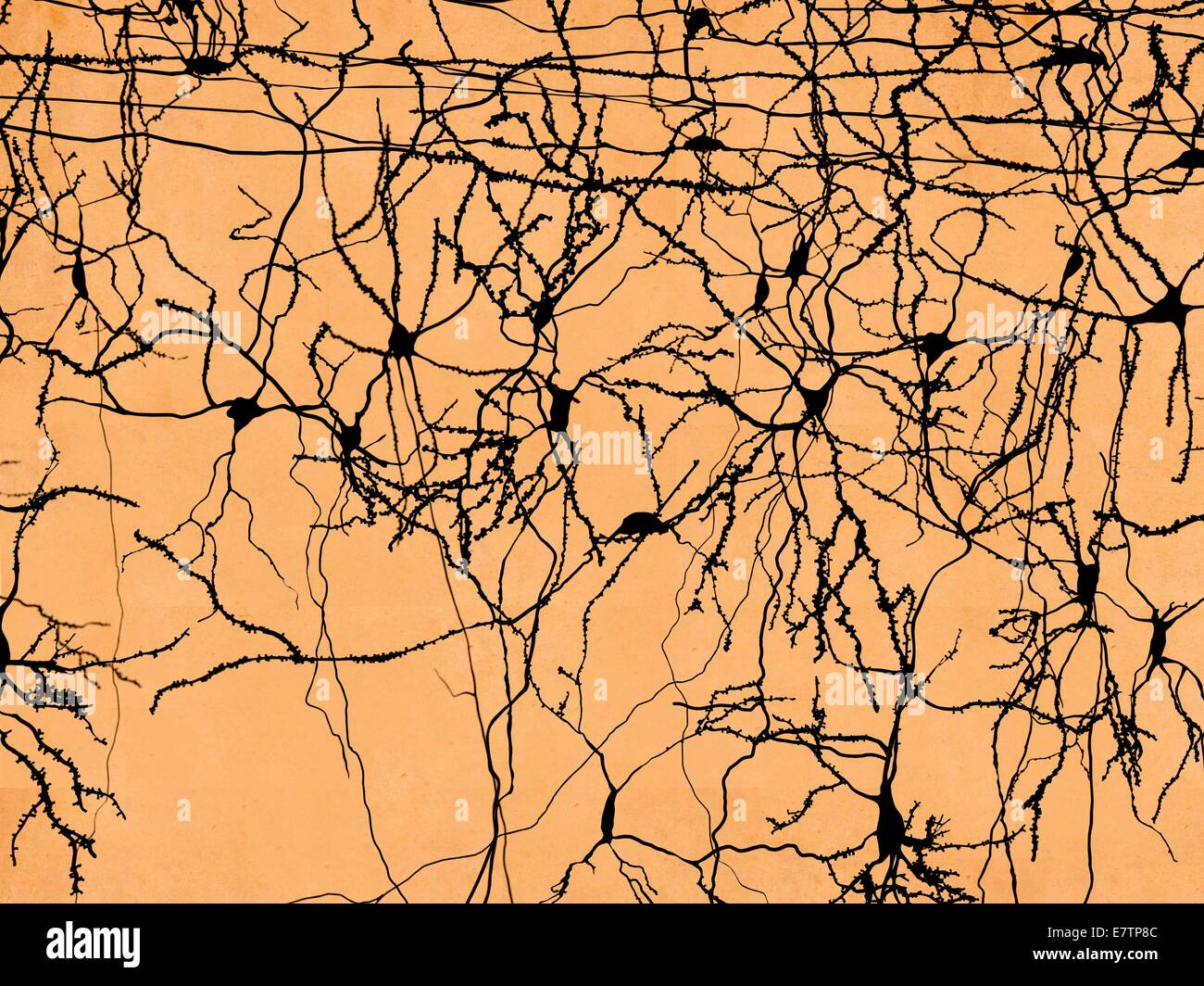 Neuron-Netz im menschlichen Gehirn, Computer-Grafik. Stockfoto