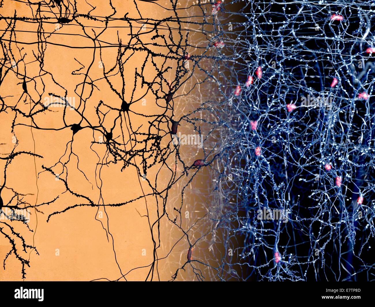 Neuron-Netz im menschlichen Gehirn, Computer-Grafik. Stockfoto