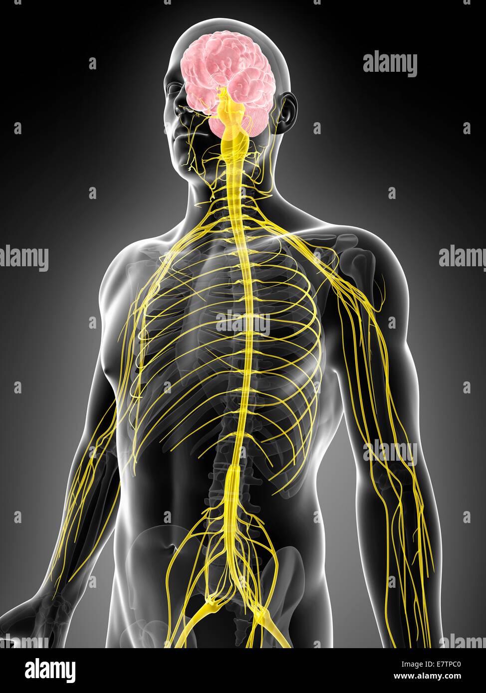 Menschlichen Nervensystem, Computer-Grafik. Stockfoto