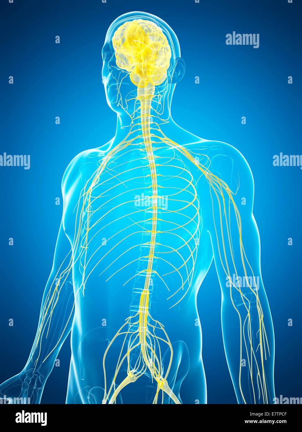Menschlichen Nervensystem und Gehirn, Computer-Grafik. Stockfoto