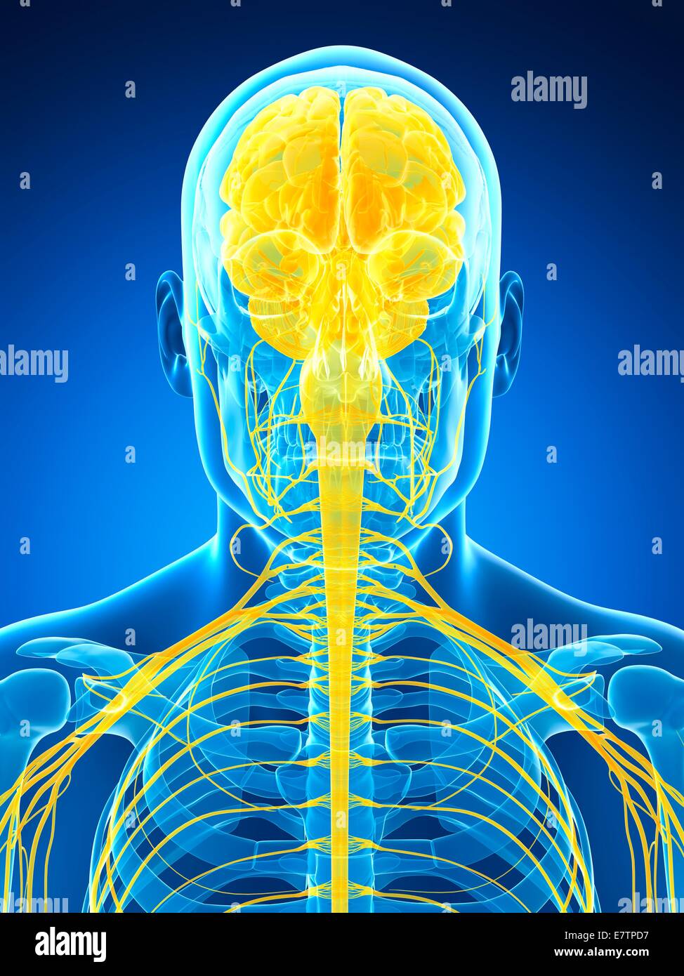 Menschliche Gehirn und Nervensystem, Computer-Grafik. Stockfoto
