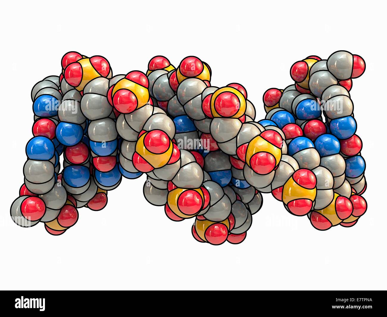 B-DNA (Desoxyribonukleinsäure) Molekülmodell, Computer-Grafik. Stockfoto