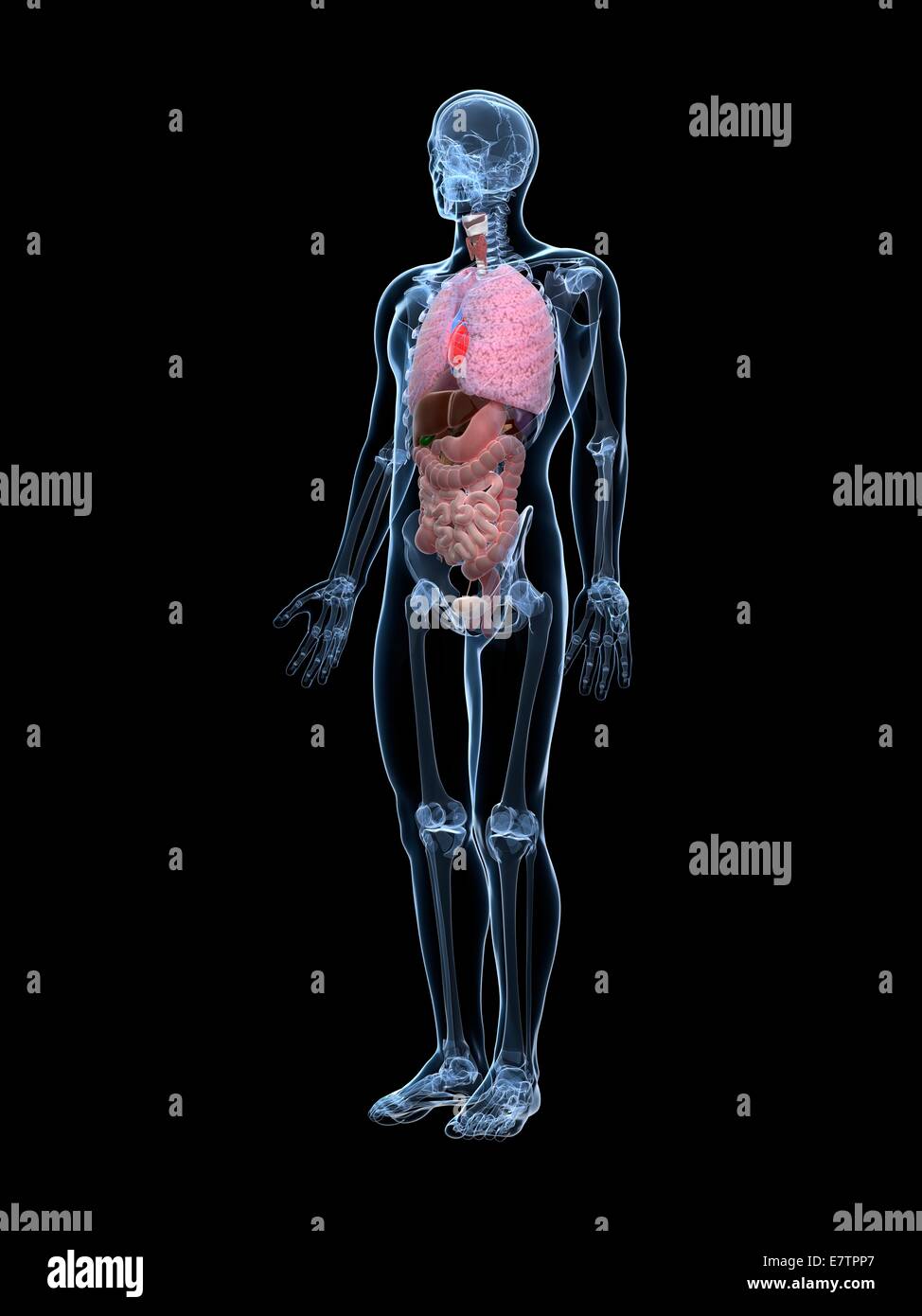 Menschliche Anatomie, Computer-Grafik. Stockfoto