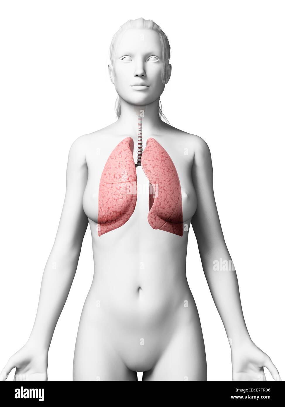 Weibliche Lunge, Computer-Grafik. Stockfoto
