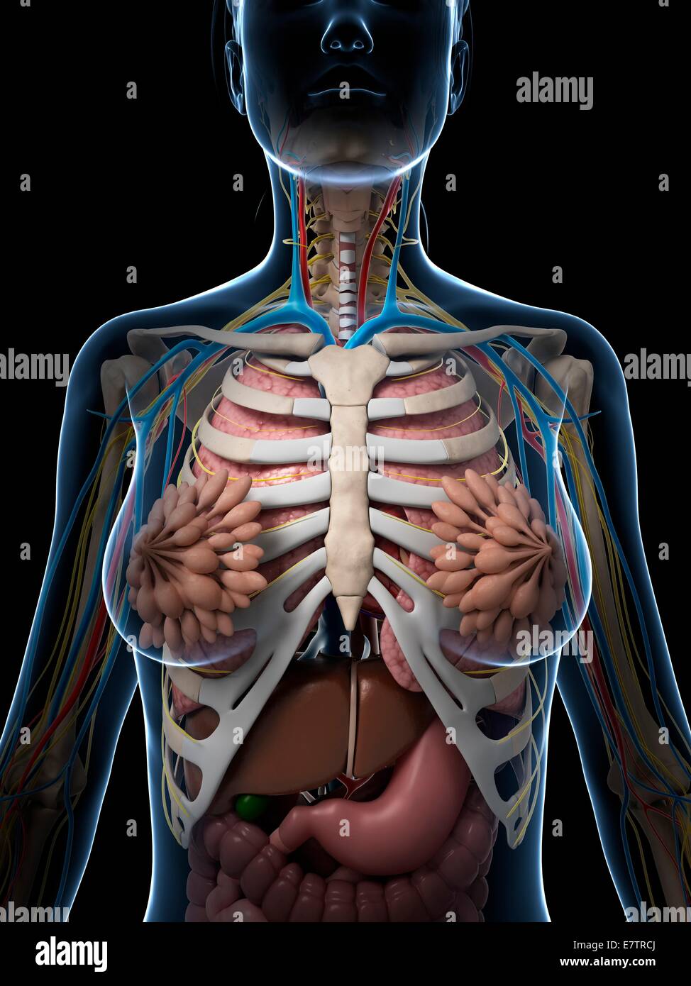 Weibliche Anatomie, Computer-Grafik. Stockfoto