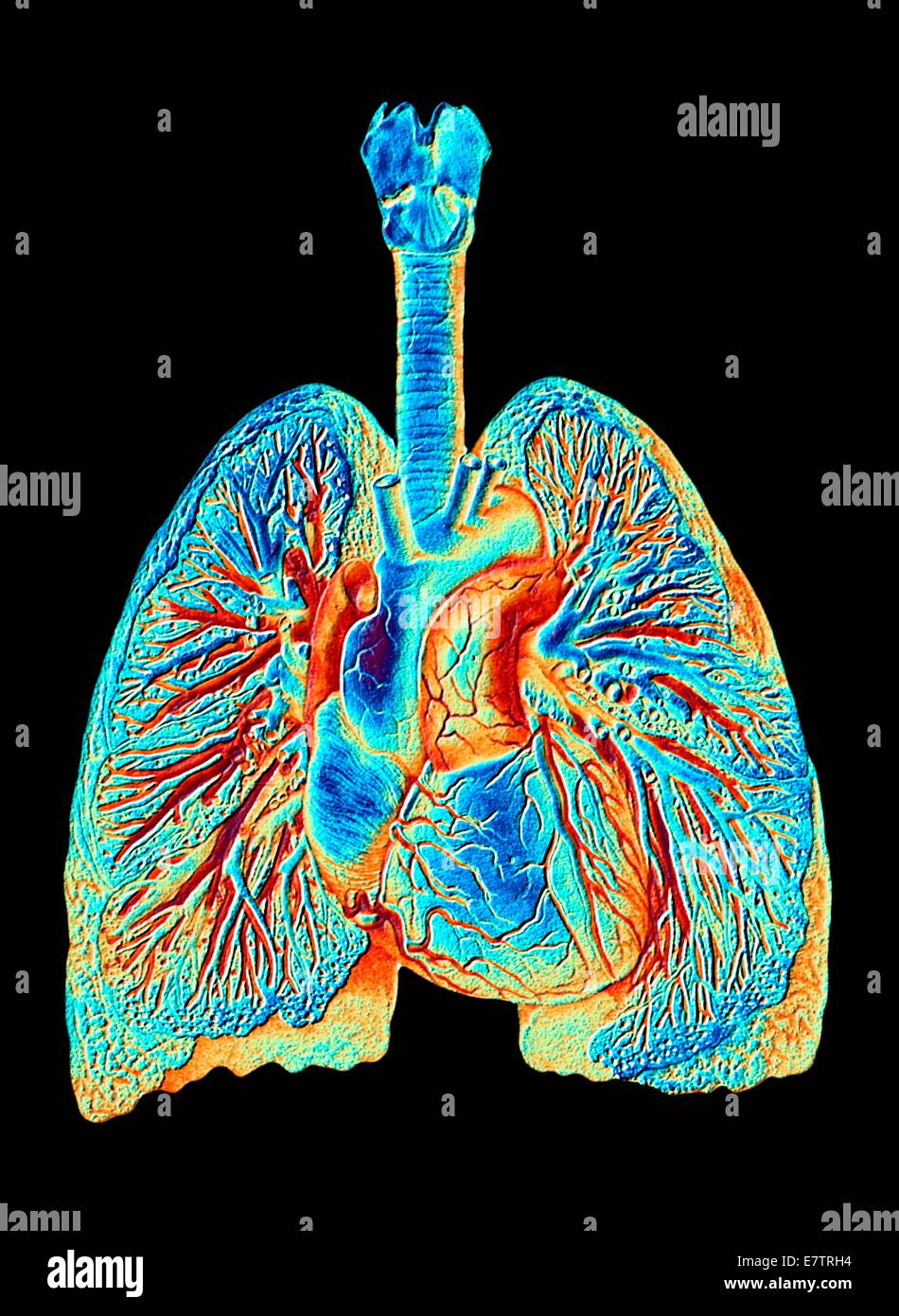 Farbige historische Kunstwerke der Strukturen des Herzens & Lungen und ihre Blutgefäße. Eine Illustration des 19. Jahrhunderts entnommen. Stockfoto