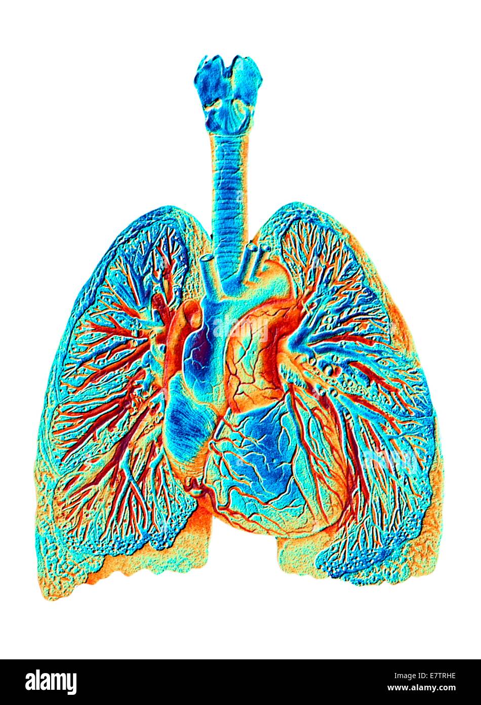 Farbige historische Kunstwerke der Strukturen des Herzens & Lungen und ihre Blutgefäße. Eine Illustration des 19. Jahrhunderts entnommen. Stockfoto