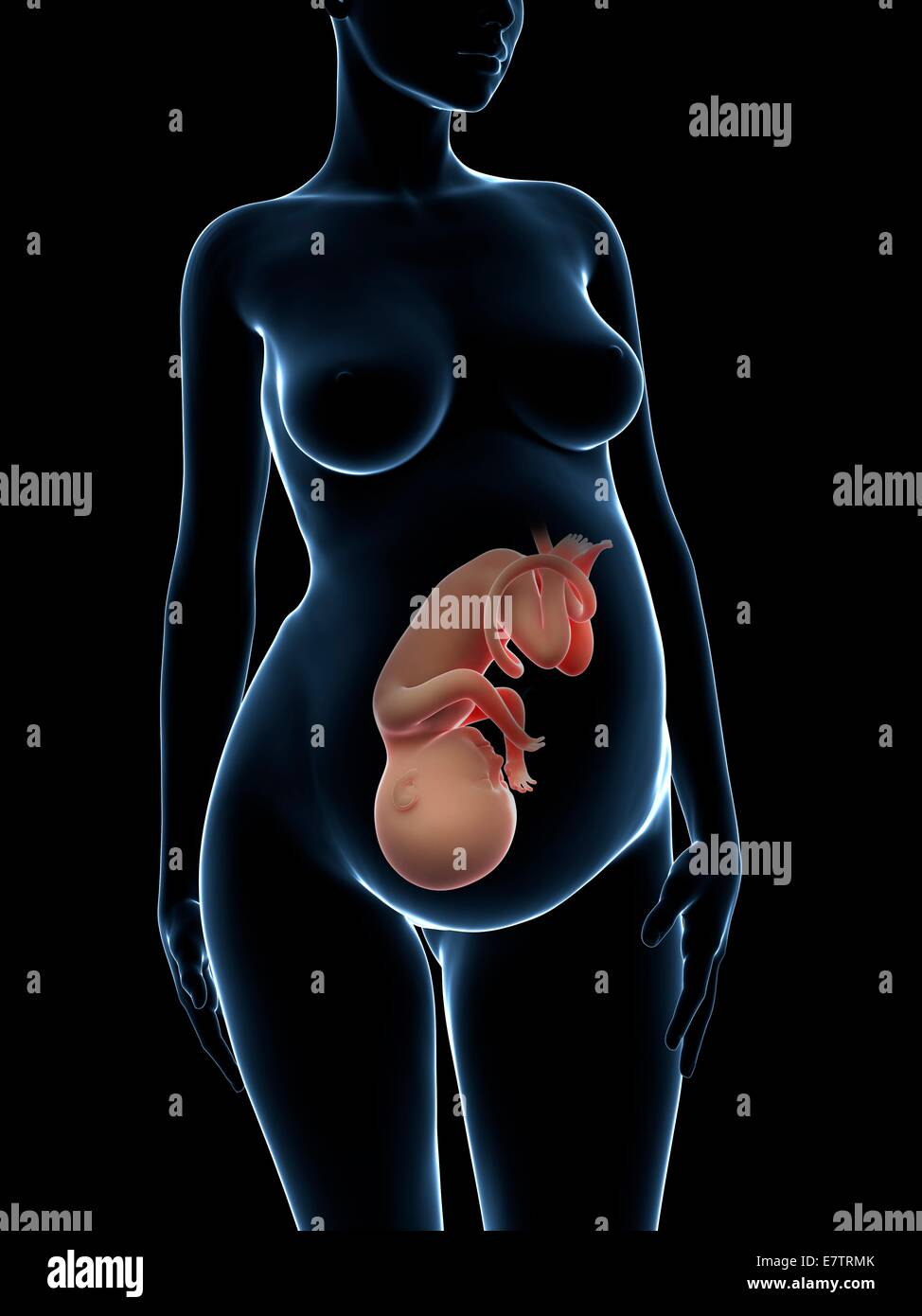Schwangere, Computer-Grafik. Stockfoto