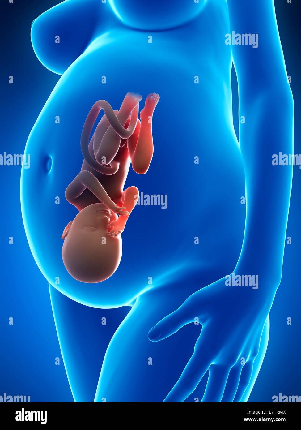 Schwangere, Computer-Grafik. Stockfoto