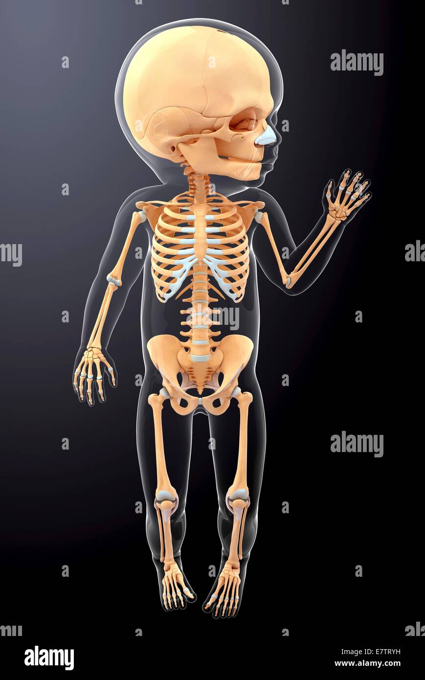 Babys Skelettsystem Stockfotos und -bilder Kaufen - Alamy